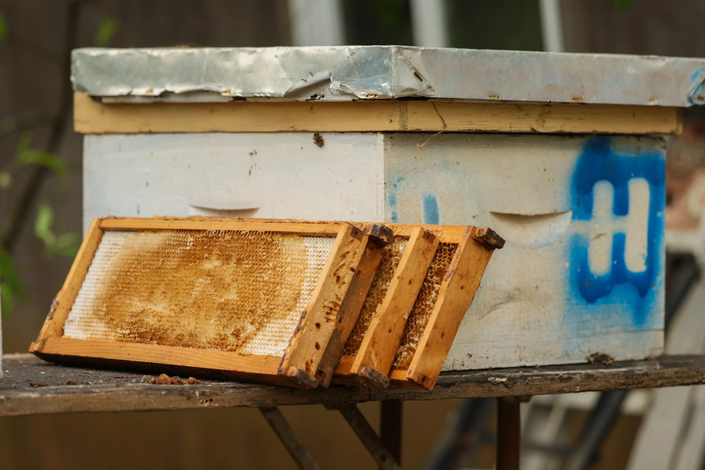 Old parts of a beehive lean on a man-made beehive in Danielsville, Georgia, on April 14, 2025. Certain parts of the beehive may have to be replaced to give the bees more room as they grow.