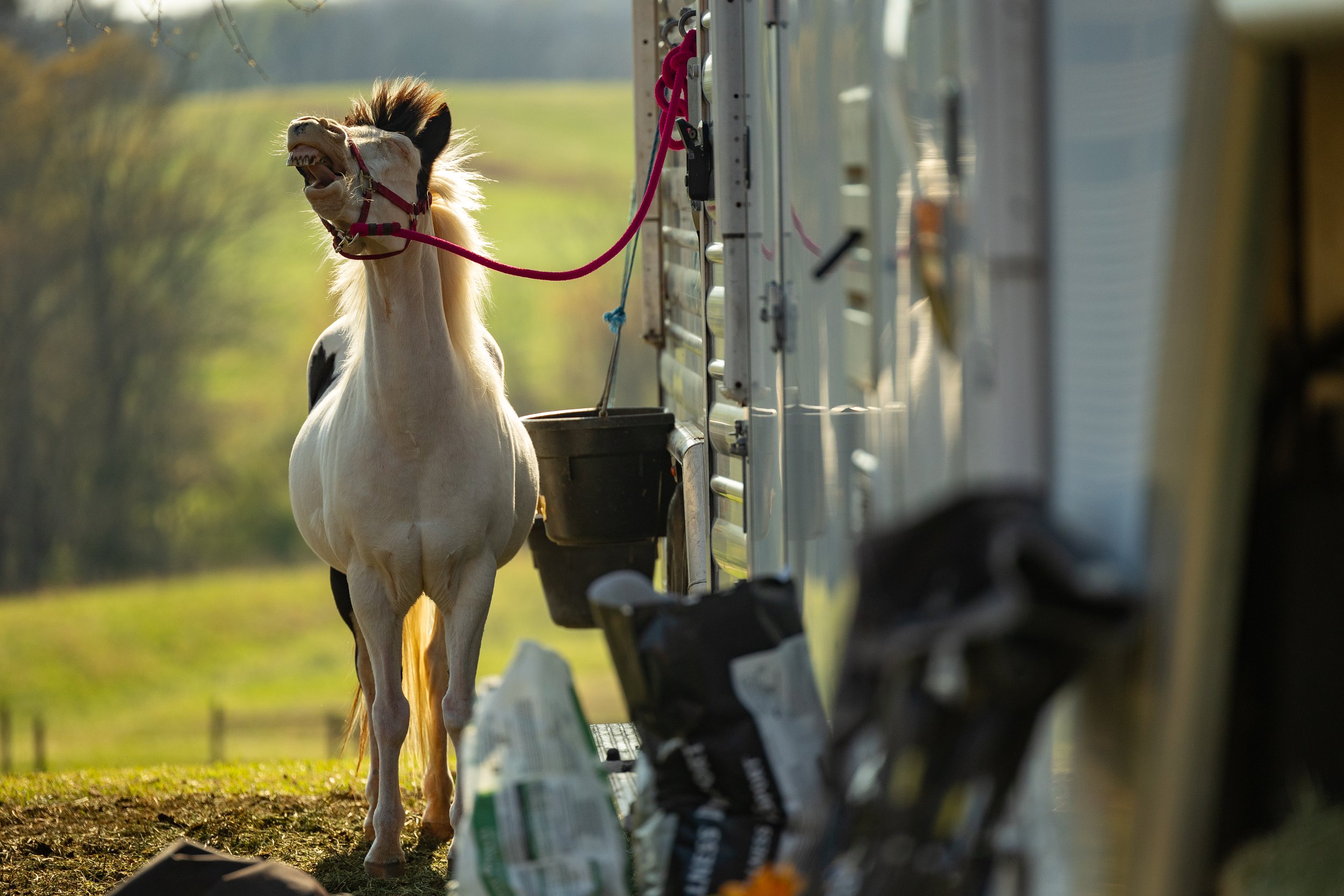 260321_KT_Rodeo0005.jpg