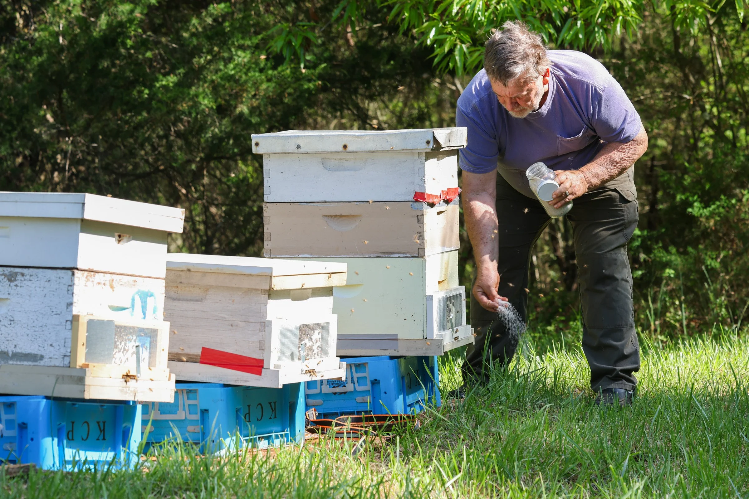 Tom Hankins pours salt around his beehives in Danielsville, Georgia, on April 14, 2025. He uses this method to protect the hives from ants, a practice he also does when checking for pests like varroa mites and hive beetles.