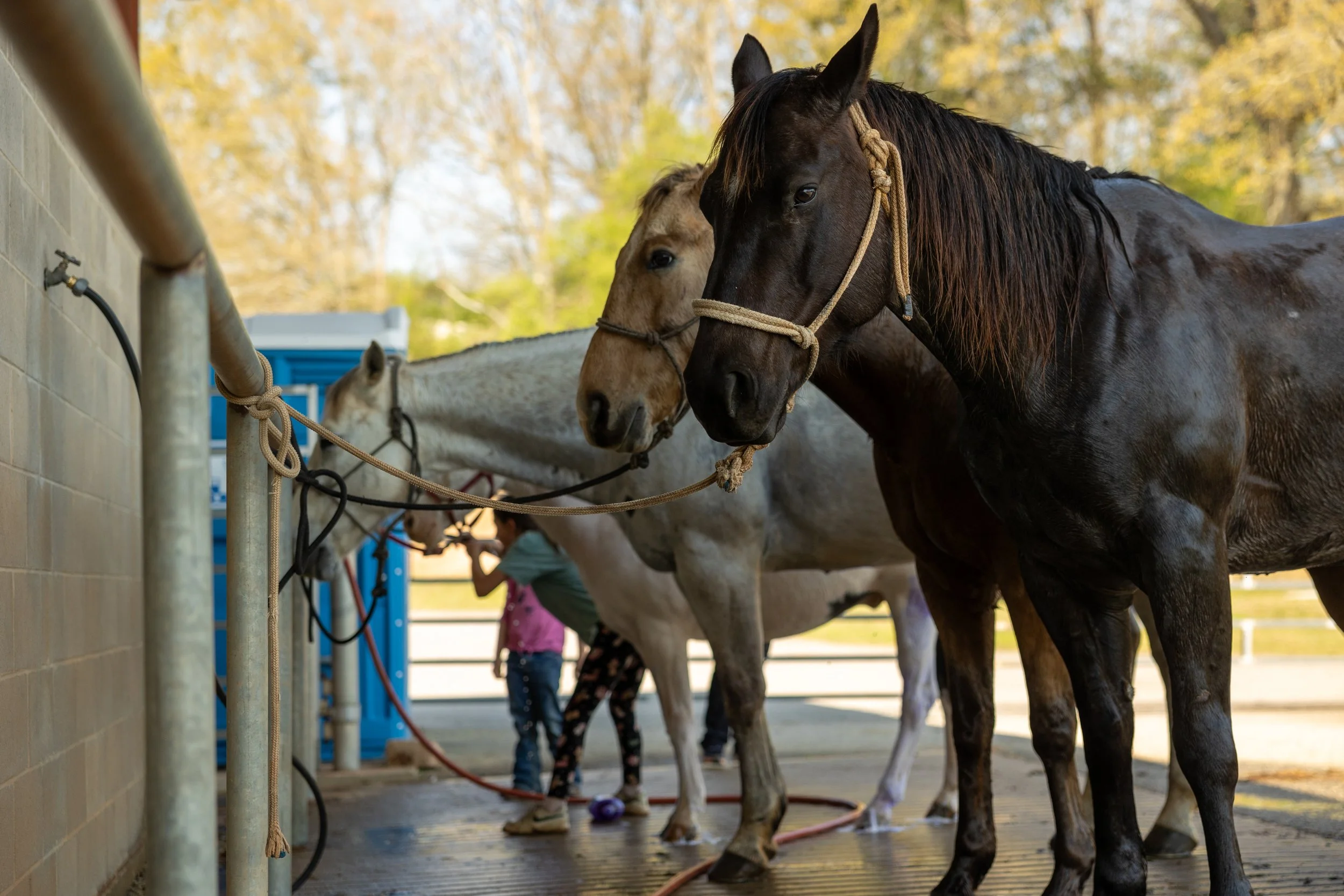 260321_KT_Rodeo0002-2.jpg