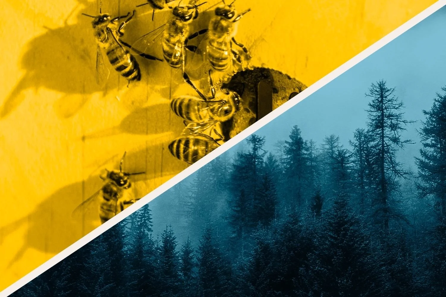 Unrivaled Regular Season: Hive @ Mist