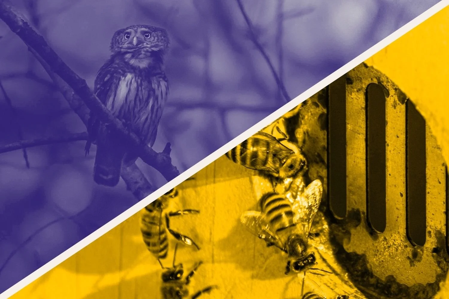 Unrivaled Regular Season: Lunar Owls @ Hive