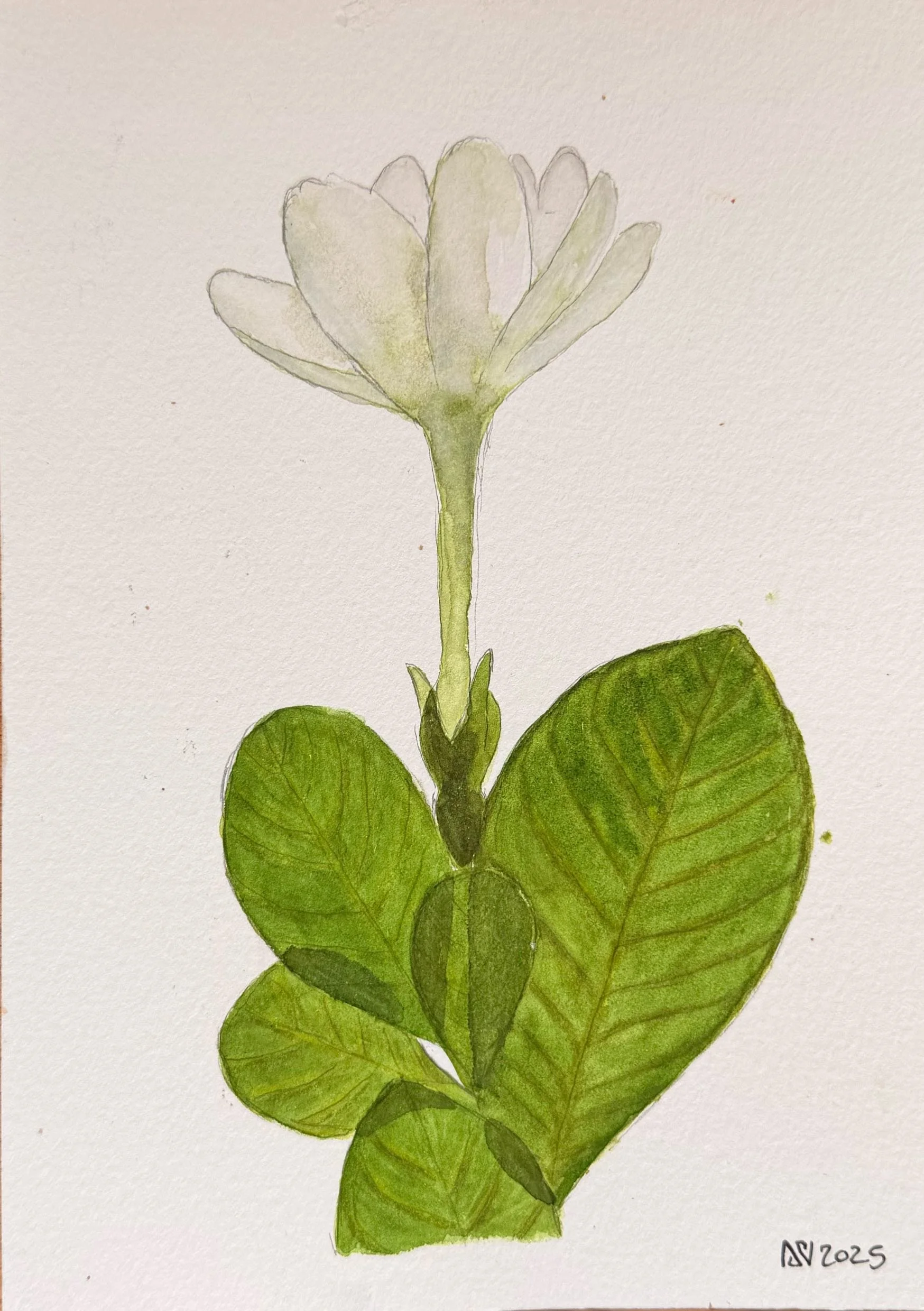 herbier.jpg