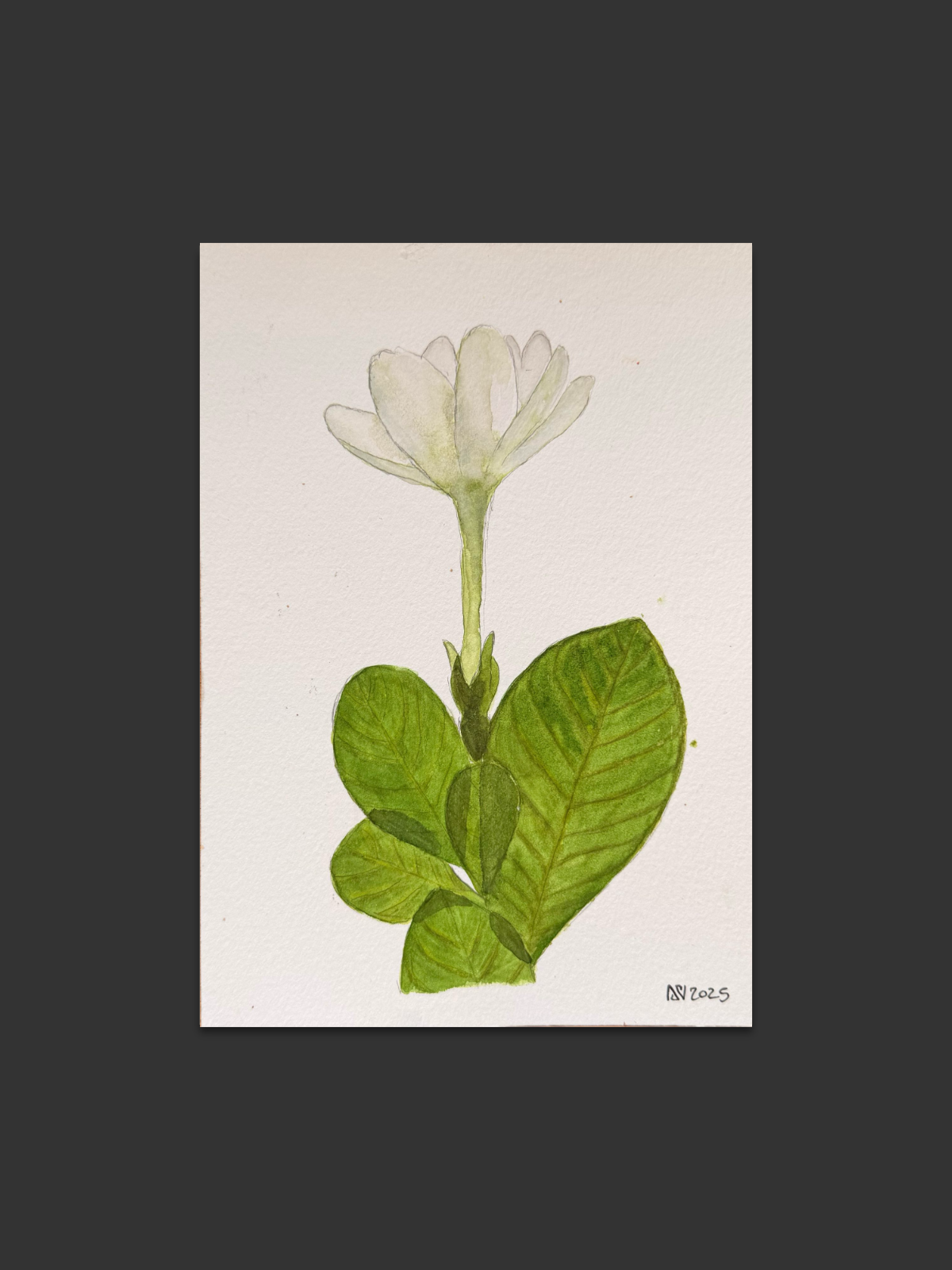 Herbier