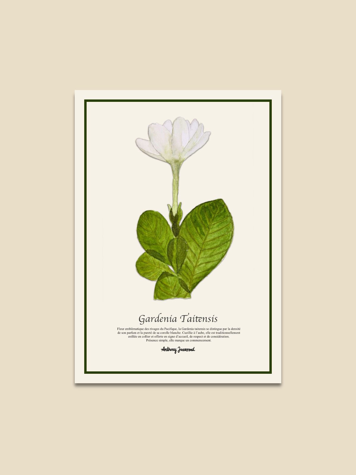 Herbier