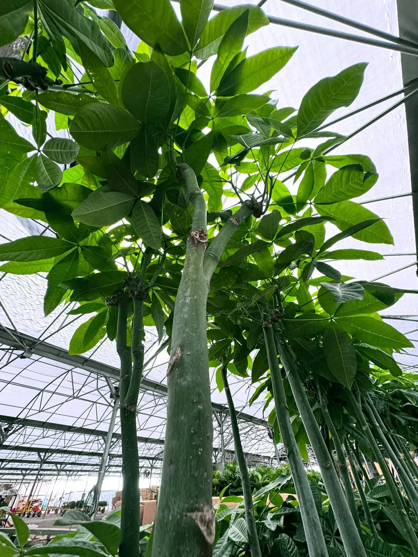 A jungle hangout 🌴🌳