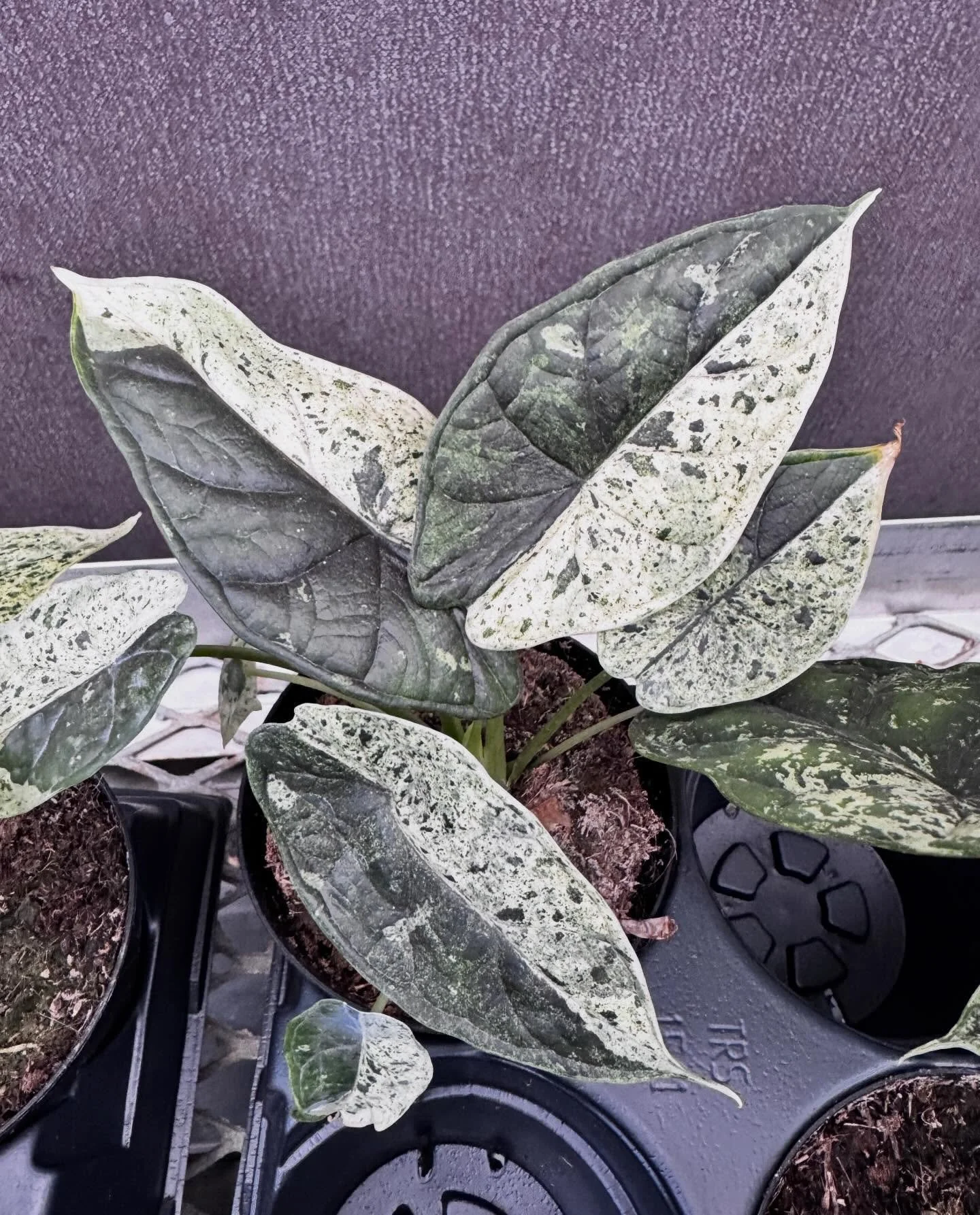 &hellip;. I think you need to add to your rare and unique items 🦄🛸☄️