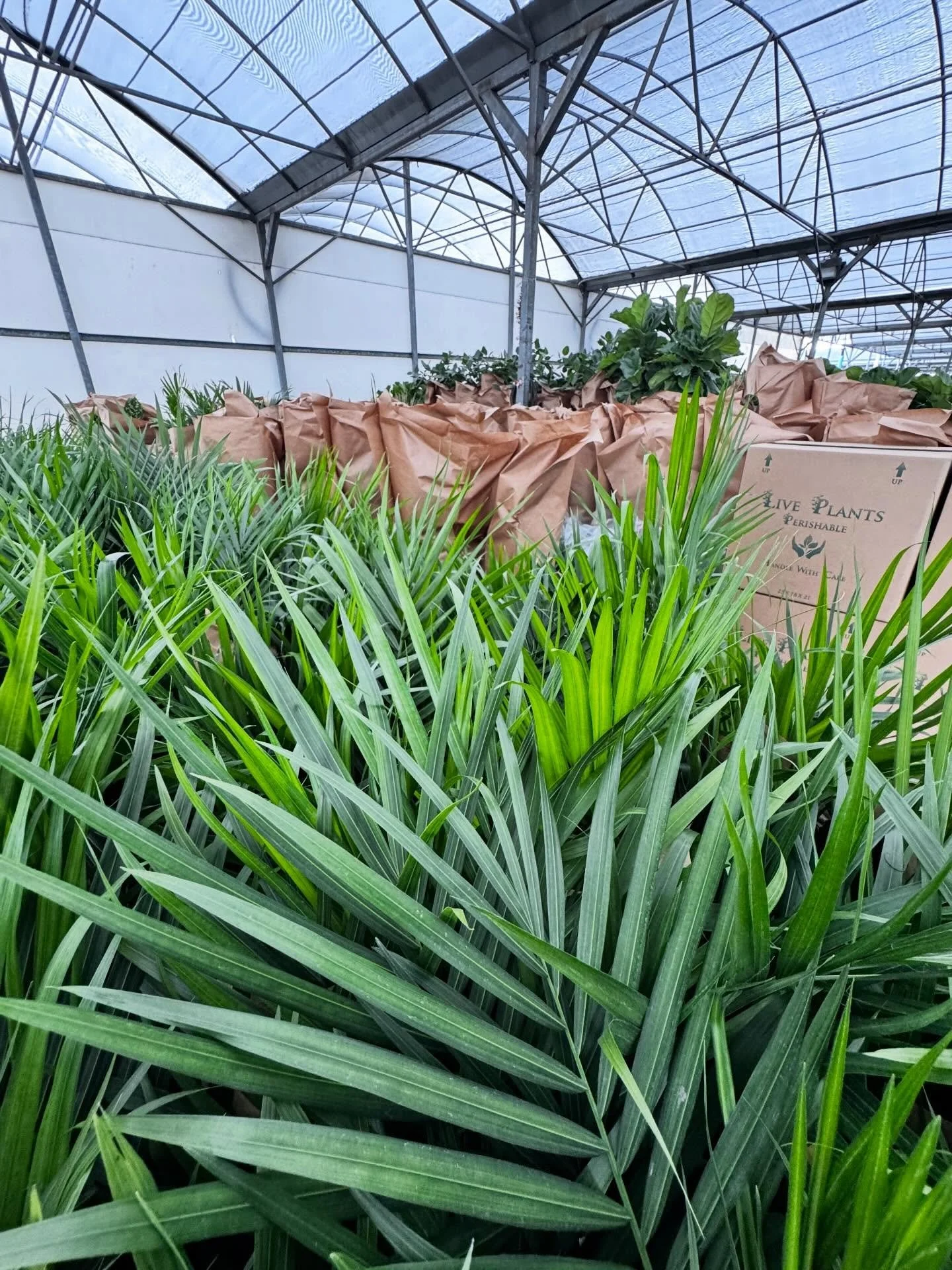 Packing house or jungle of your dreams? 🌱