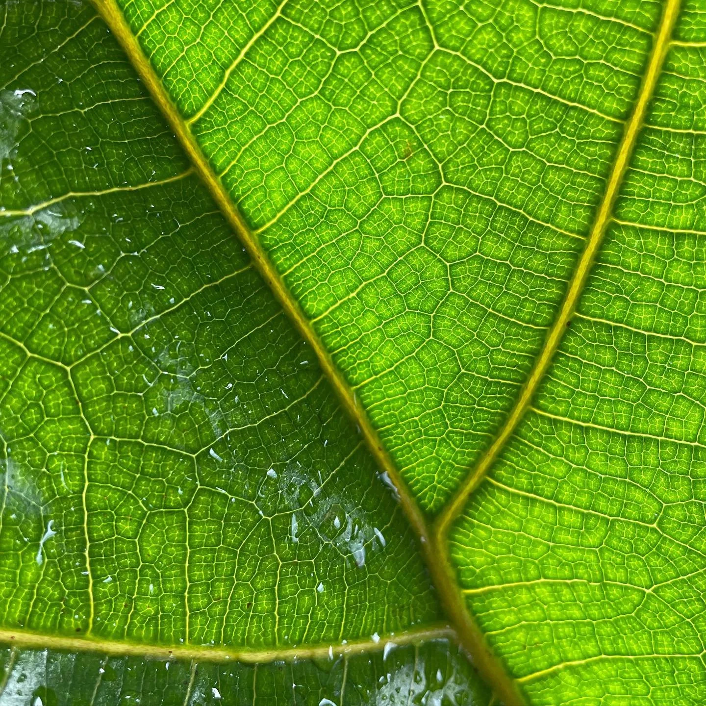 Have you ever noticed how intricate the leaves are on a ficus lyrata? #fiddleleaffig #ficuslyrata #indoorplant #trendyplant #trending #plantpeople #ficusfriday