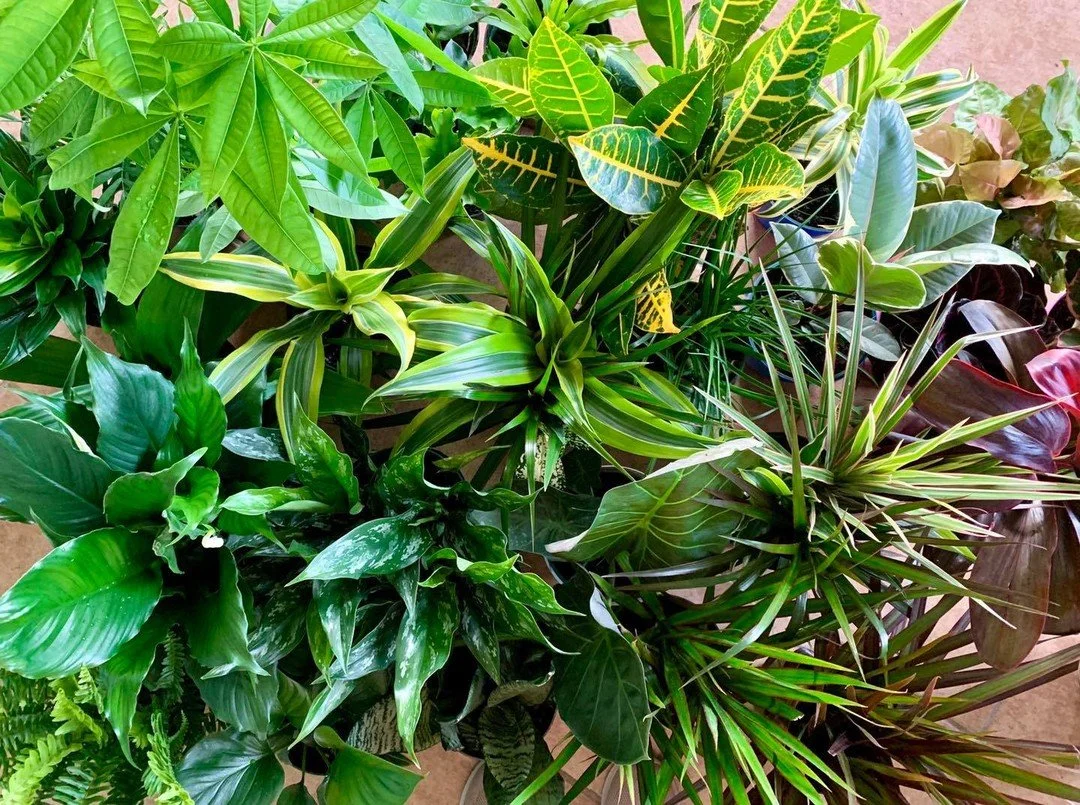 Helping new customers build their indoor foliage programs is always a fun lush adventure&hellip;. 🌿