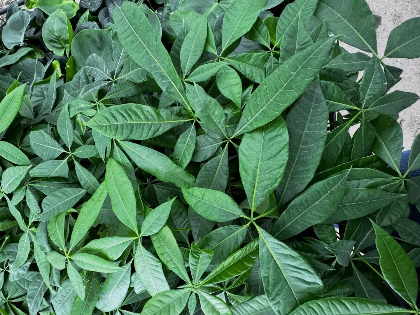 Money Tree Monday 🌱
For optimal Feng Shui, place a money tree in the southeast corner (wealth area) of your home or office to attract prosperity💰🪴