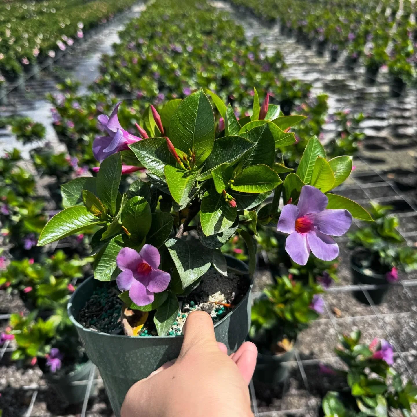 Spring has begun in South Florida 🌸🌺🌼