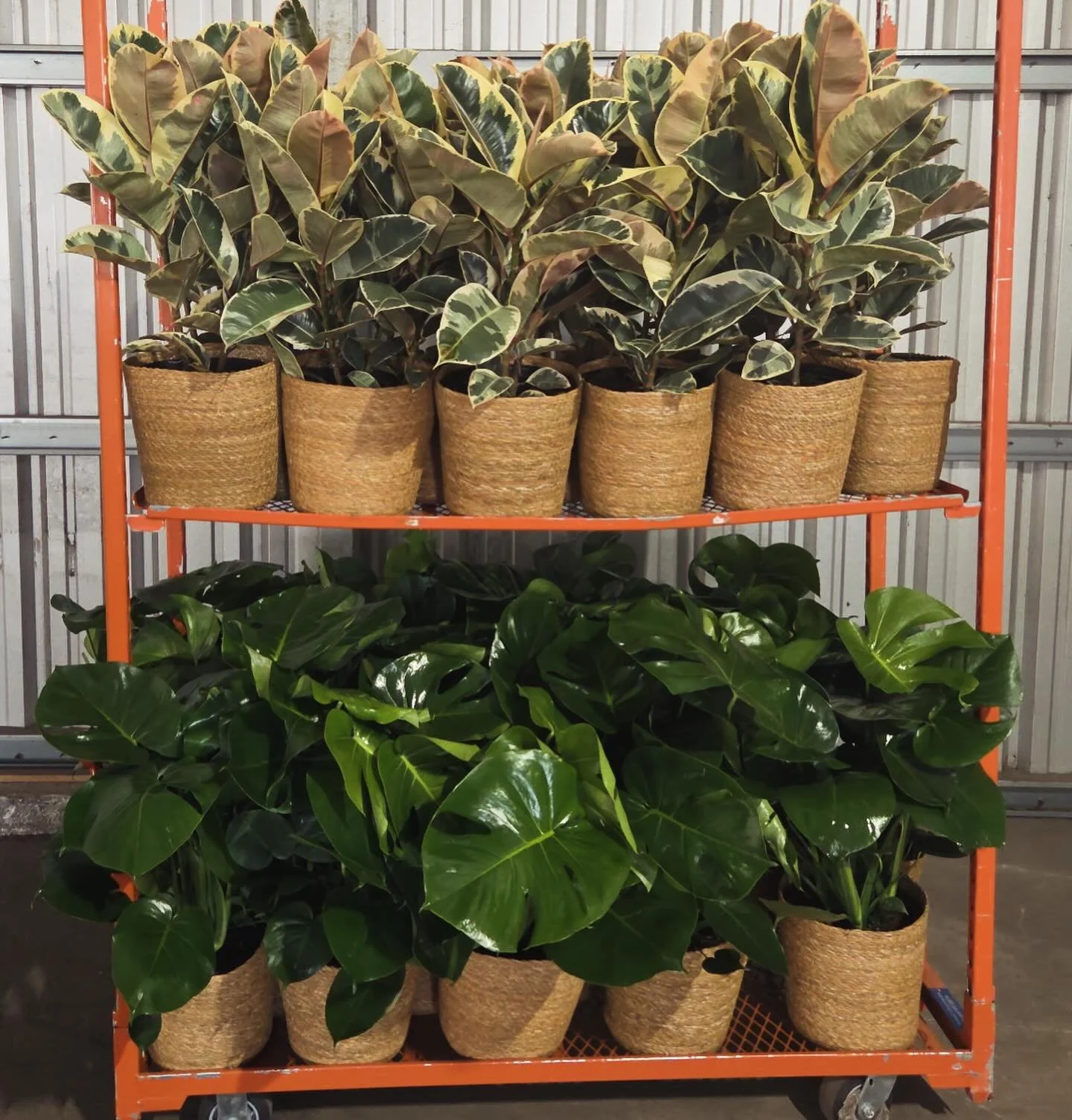 Summer plants coming to you soon ☀️