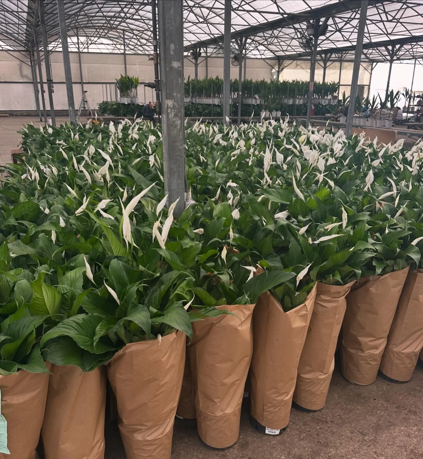 Fresh off the bench and ready to move 🌱
Sleeved up Spath looking clean, full, and retail-ready.
From dock to display&mdash;these won&rsquo;t sit long.

#PlantBroker #WholesalePlants #Spathiphyllum #ReadyToShip #GardenCenterSupply LiveGoods PlantLife