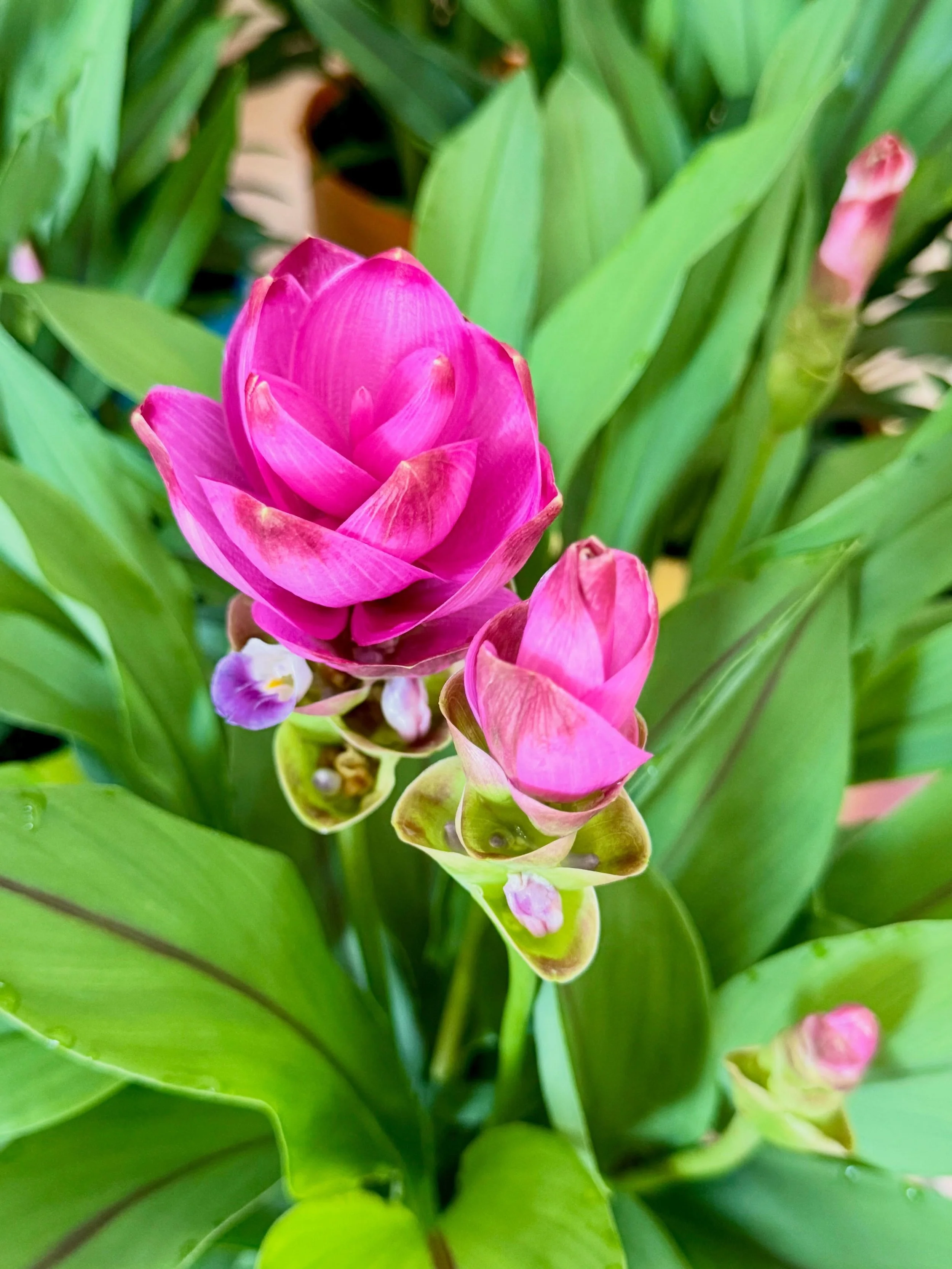 Ready for your Garden Center or Patio areas&hellip;.

Sure to catch the attention of shopper and bring color to their homes. This bloom is a beauty. 

Get yours today! 🌱
Send us a DM or email us to get your order in. 
Ready to ship. Limited availabl