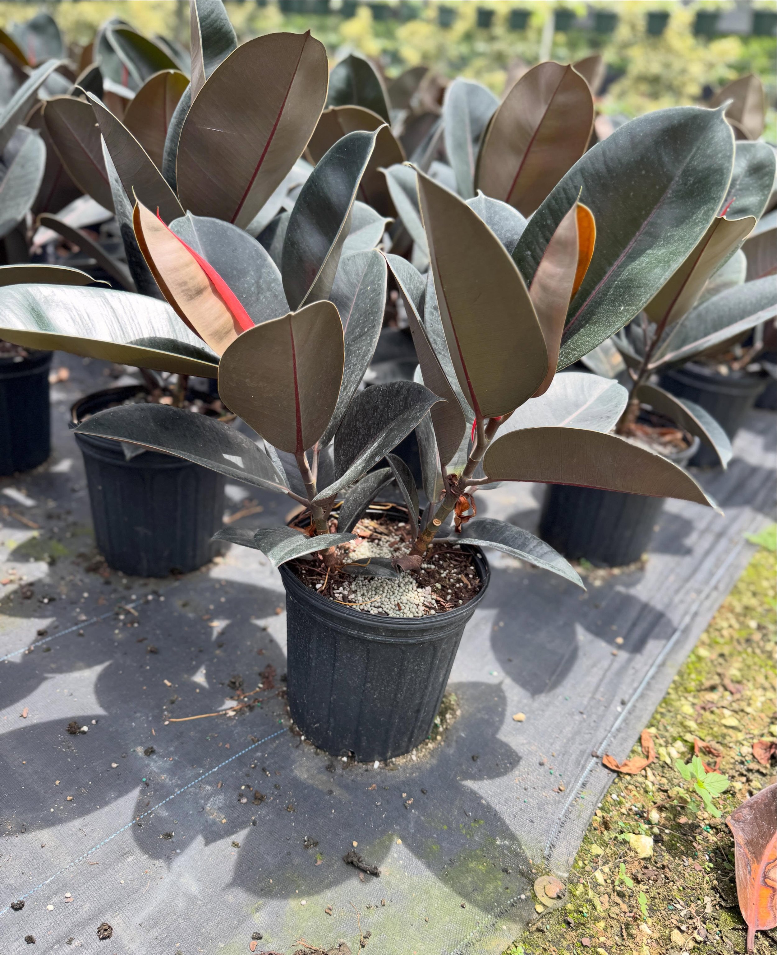 New 8&rdquo; foliage line available to you now&hellip;. 
Let us know what else your stores may need and we&rsquo;ll source it for you 🪴