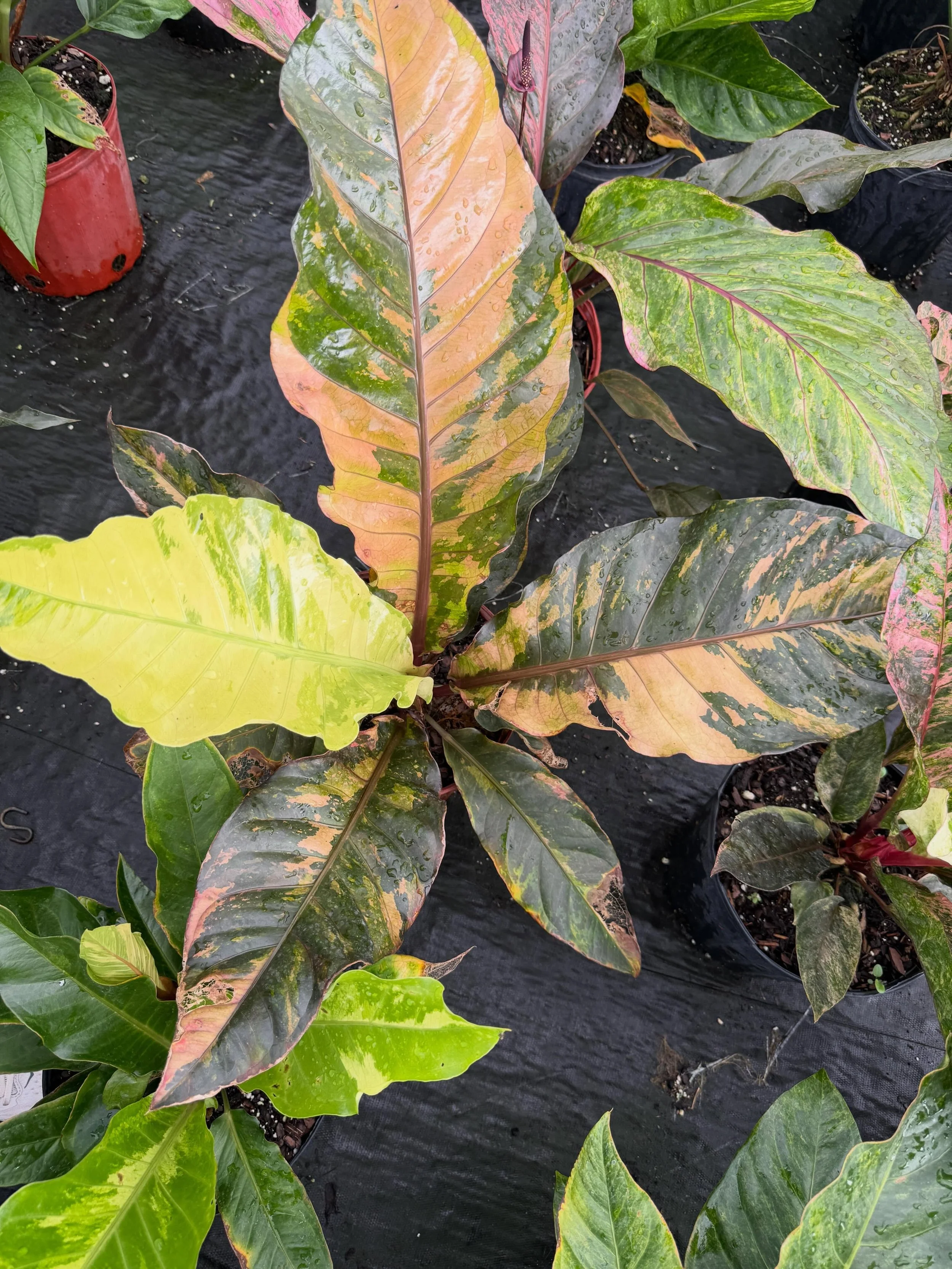 Plant sourcing to bring you all more rare and unique finds&hellip;. 🔮