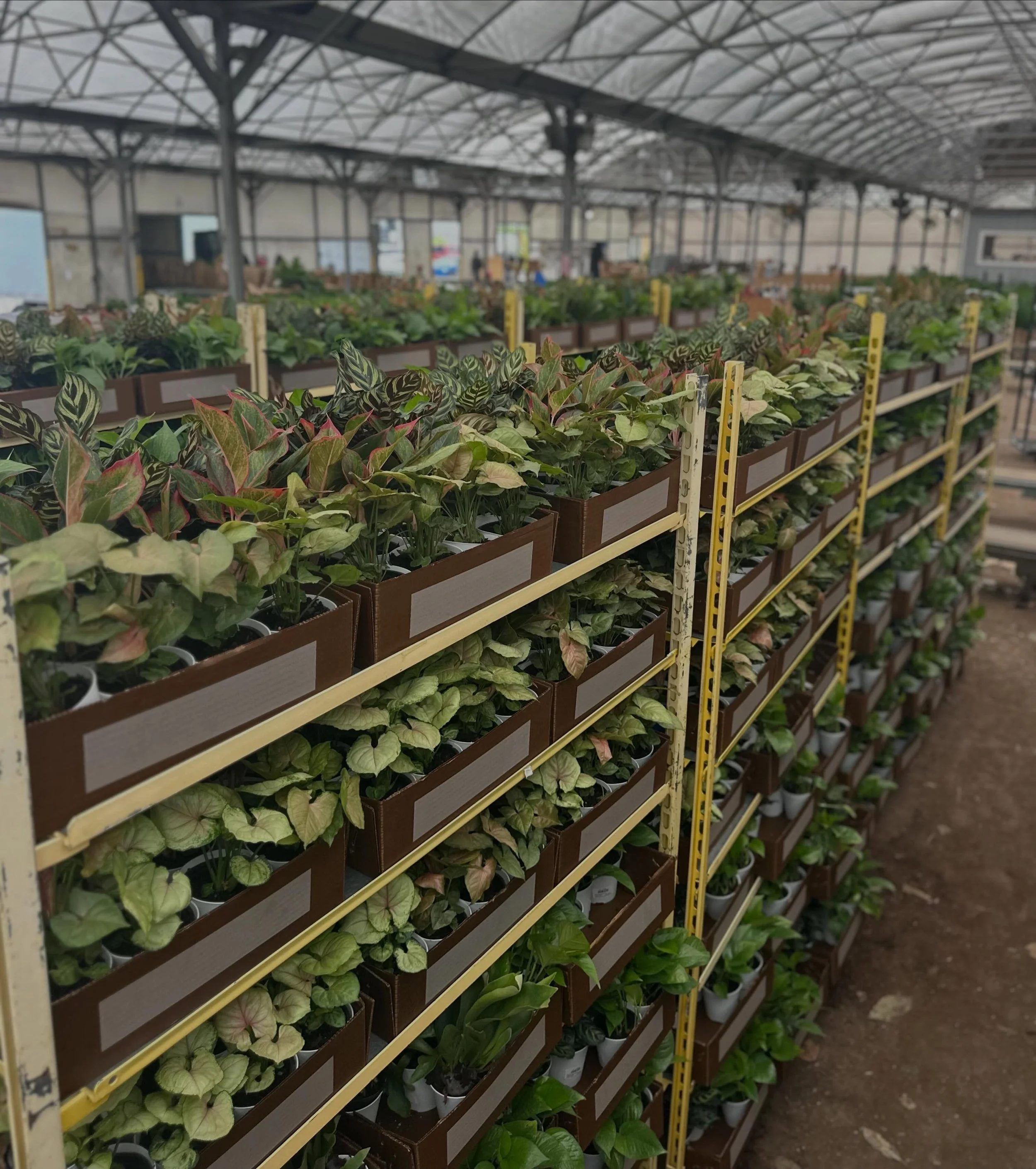 Houseplant foliage heading out&hellip;. Out with the Seasonal Blooming and In with the Houseplants 🌱