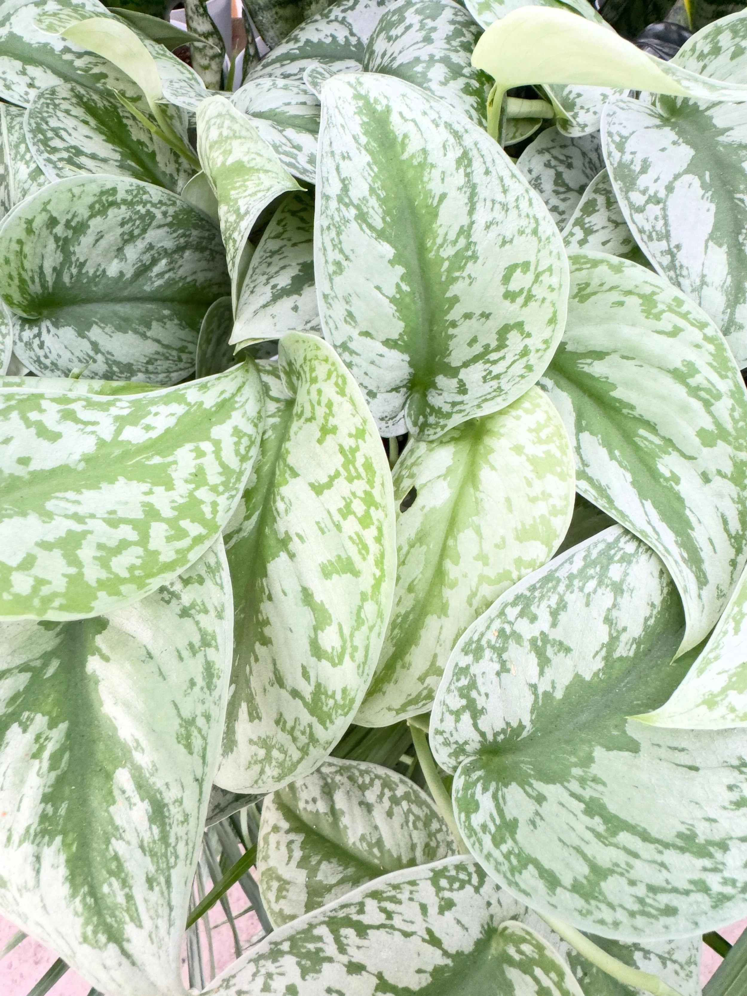 satin leaves, soft textures, and plants ready for their next home ✨🌿
the little details always make the biggest impact
.
.
.
.
.
.
.
#houseplants #tropicalplants #plantdisplay #plantshop #plantlover interiorplants plantstyling wholesaleplants plantb