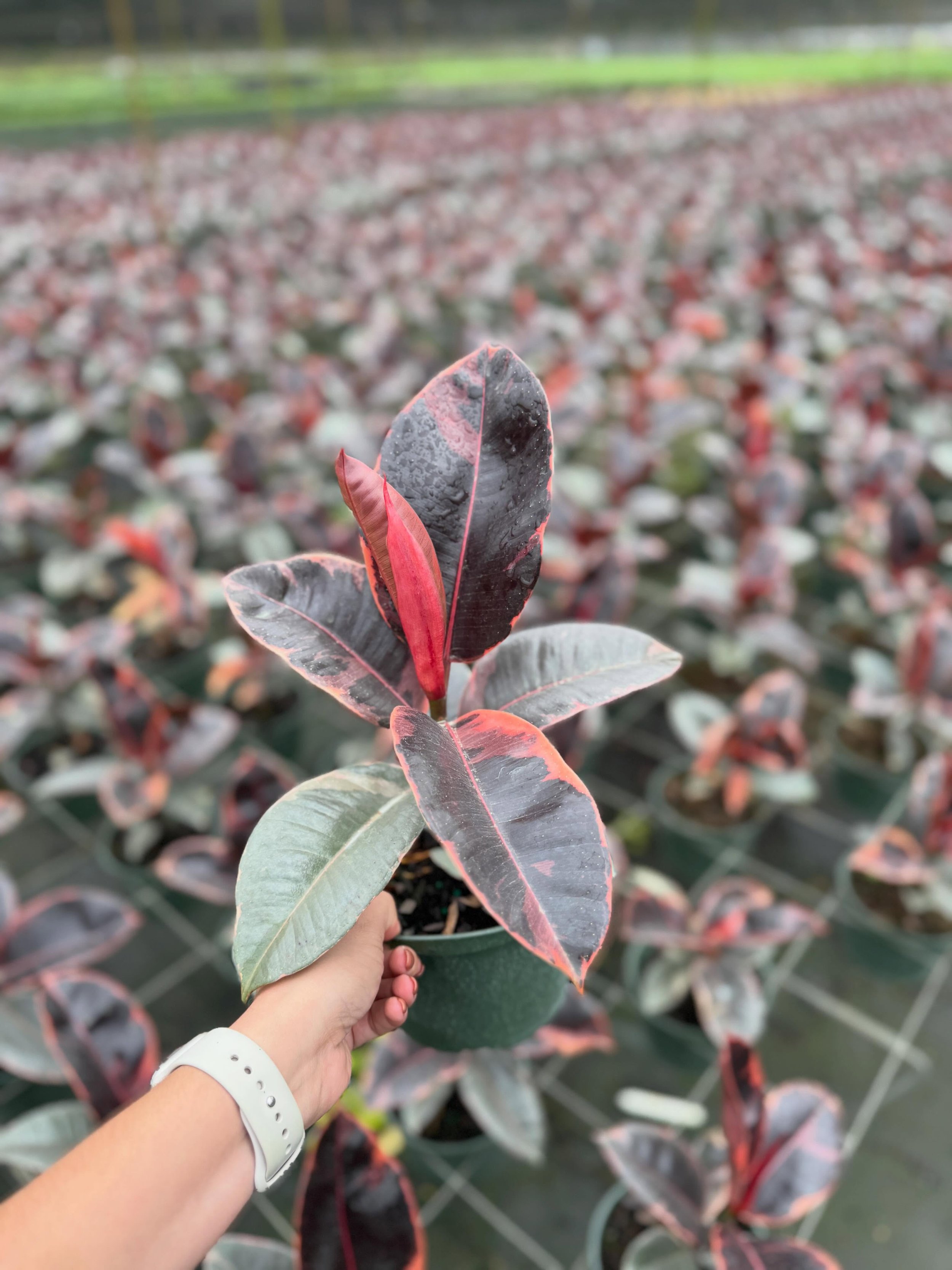 Make your week grow right 🌱
Grab new household foliage today. 
Monday restock and new availability are here!

DM or email us to place an order 📲

#householdfoliage #wholesalegrower #growerschoice #plant #houseplant