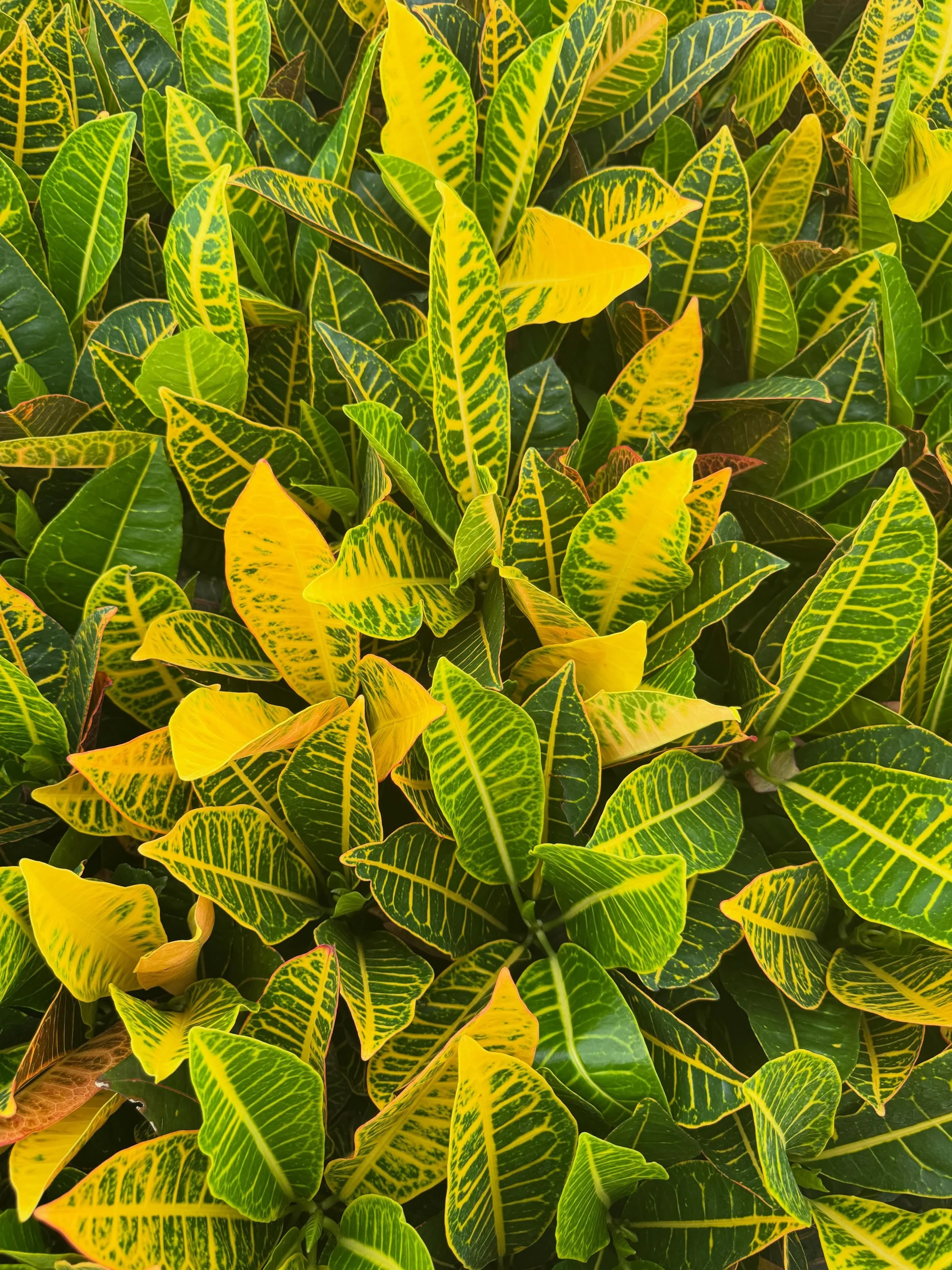 Fall is coming to your garden center and stores 🍁
Add in fall foliage with your seasonal offerings. 

Call, email or DM us to secure your fall foliage now! 
Casey@cttropicalsllc.com

Racks or cases are available. 
Limited quantities available. 

Get