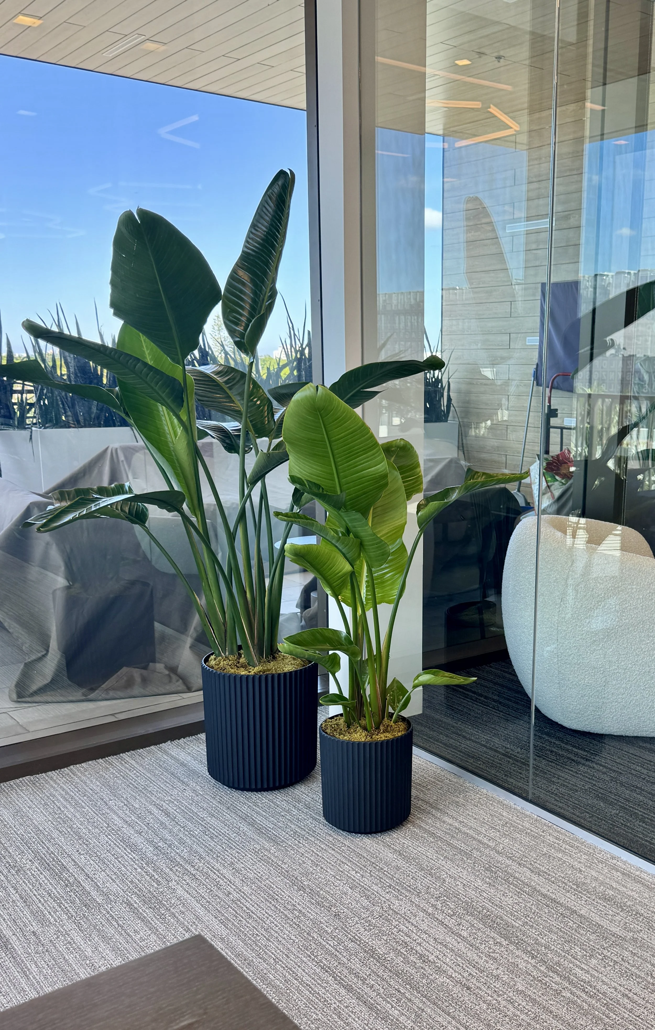 Two large potted green indoor plants with broad leaves next to a glass wall in a modern office or waiting area.