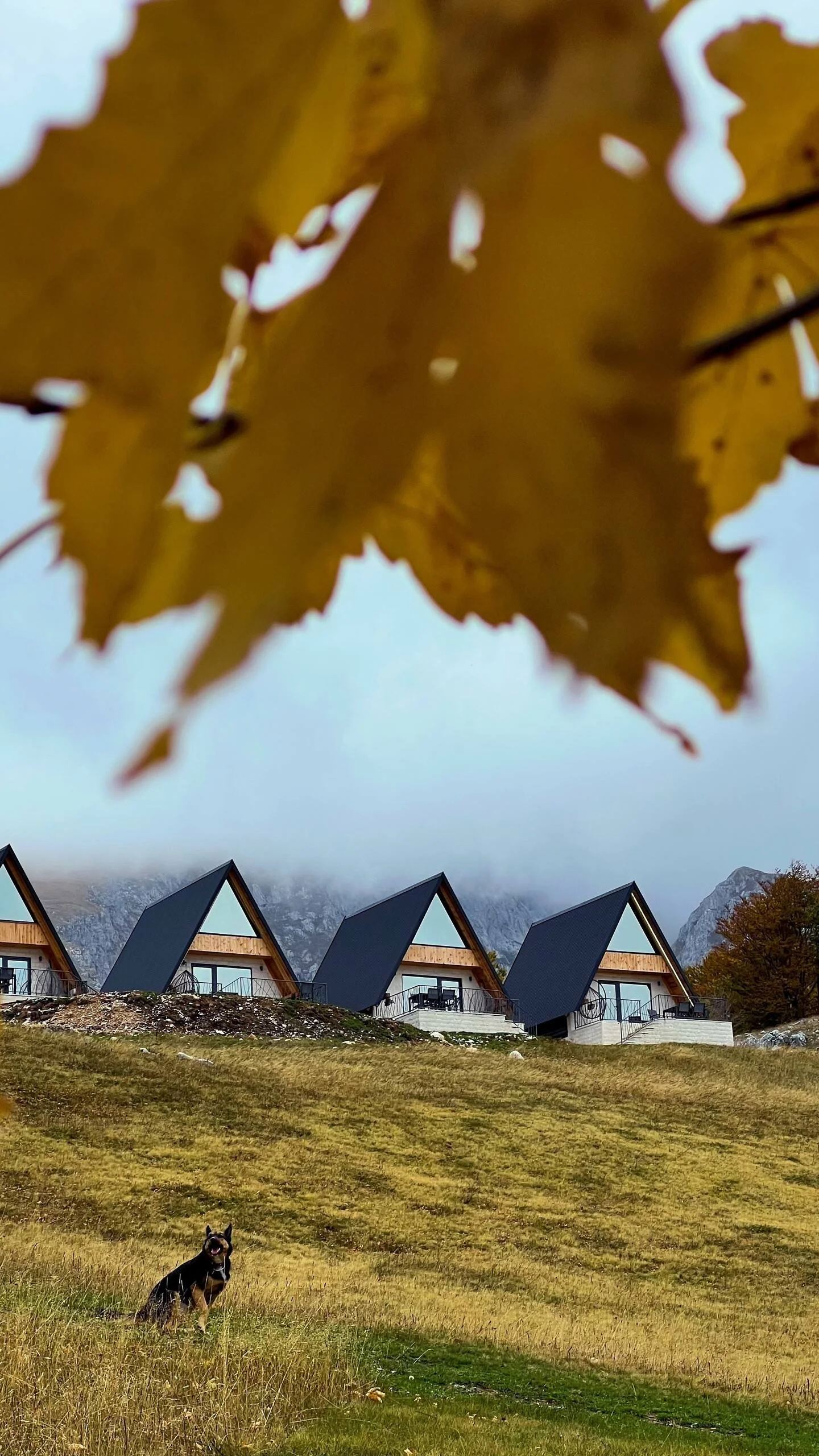 A hillside with yellow grass, four modern A-frame houses with black roofs, mountains with cloudy peaks in the background, and a dog sitting in the grass in the foreground, partially obscured by a large yellow autumn leaf.