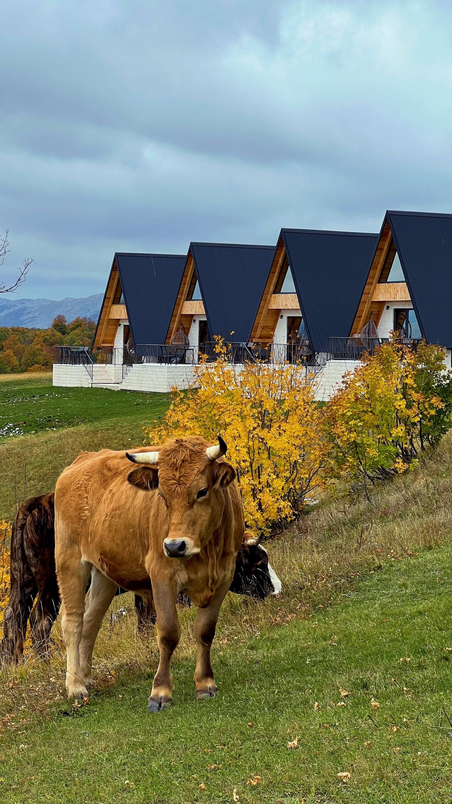 A cow grazing on grass with colorful autumn trees and modern houses with black roofs in the background.