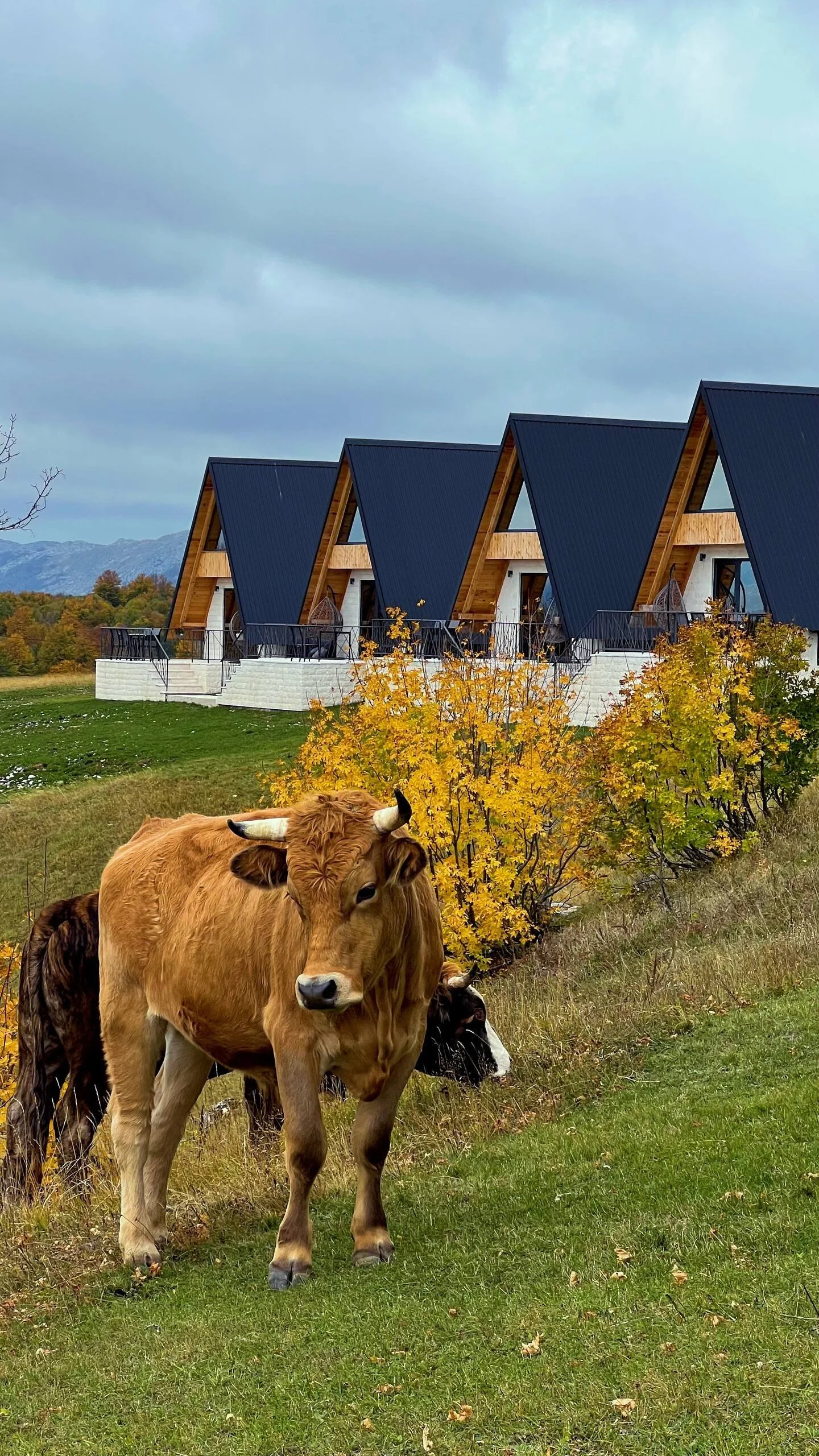 A brown cow standing on grassy land with trees and colorful fall foliage, and modern house with black A-frame roof in the background.