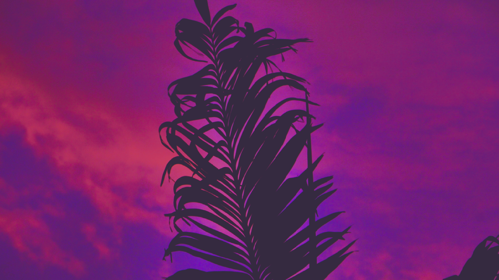 Silhouette of a leafy plant against a pink and purple sky.