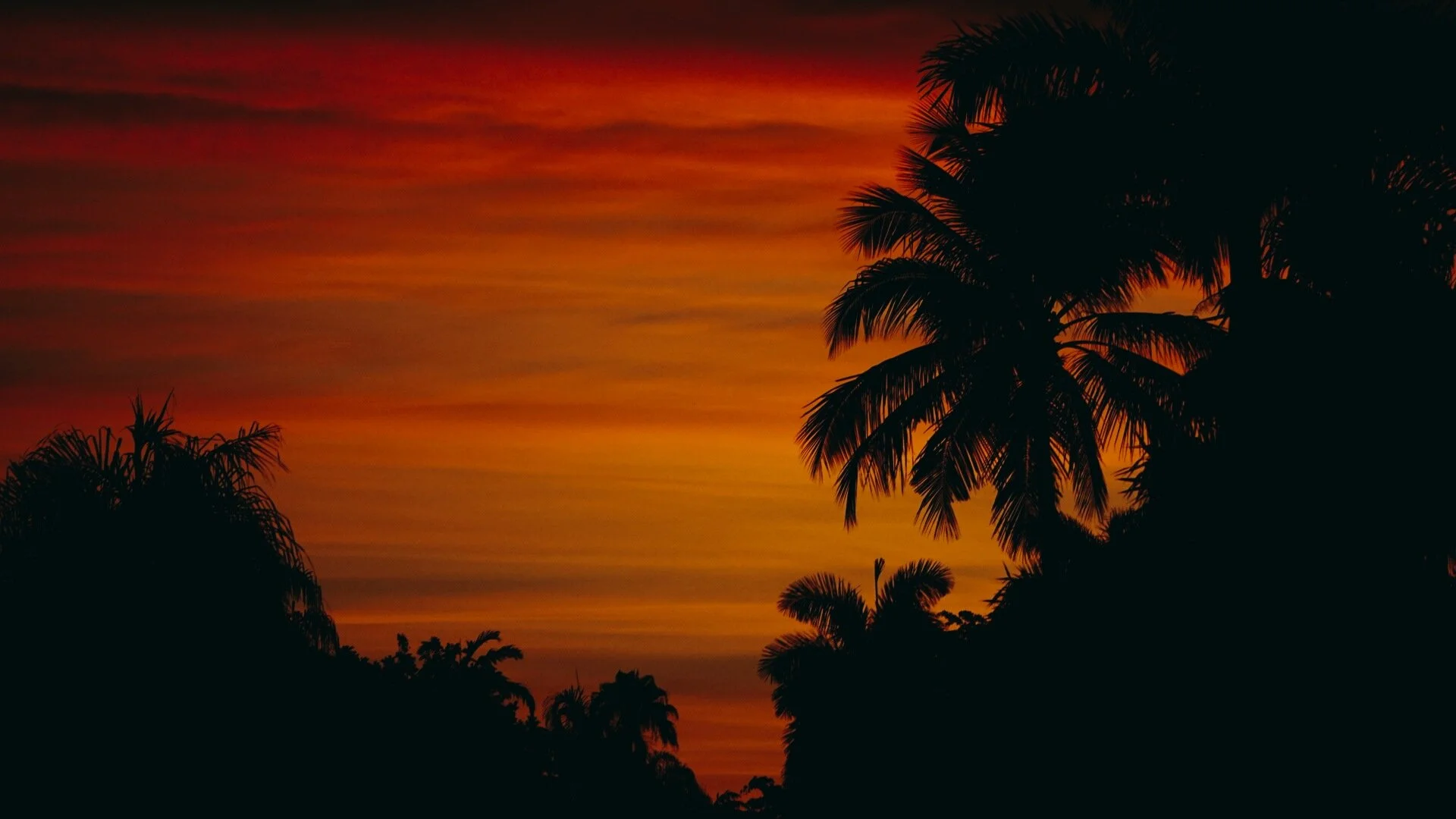 Palm tree silhouettes against a deep red sunset sky.