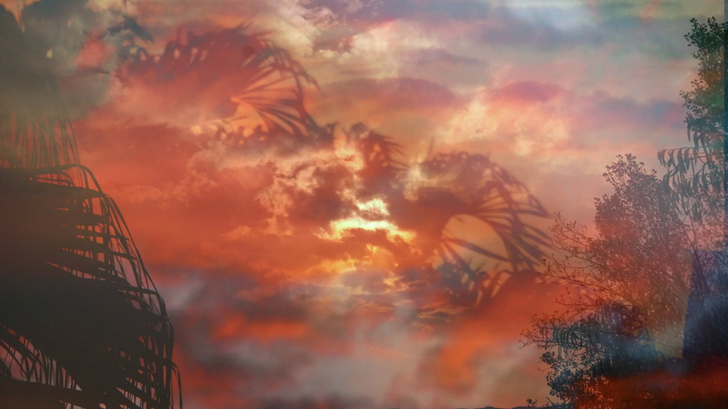Orange sunset clouds framed by silhouetted foliage.