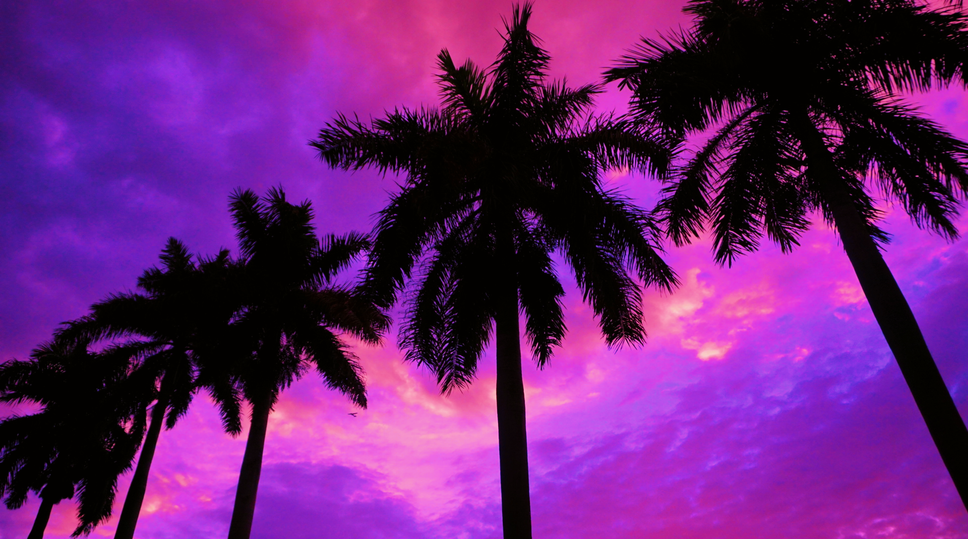 Silhouettes of tall palm trees against a vibrant purple and pink sunset sky.