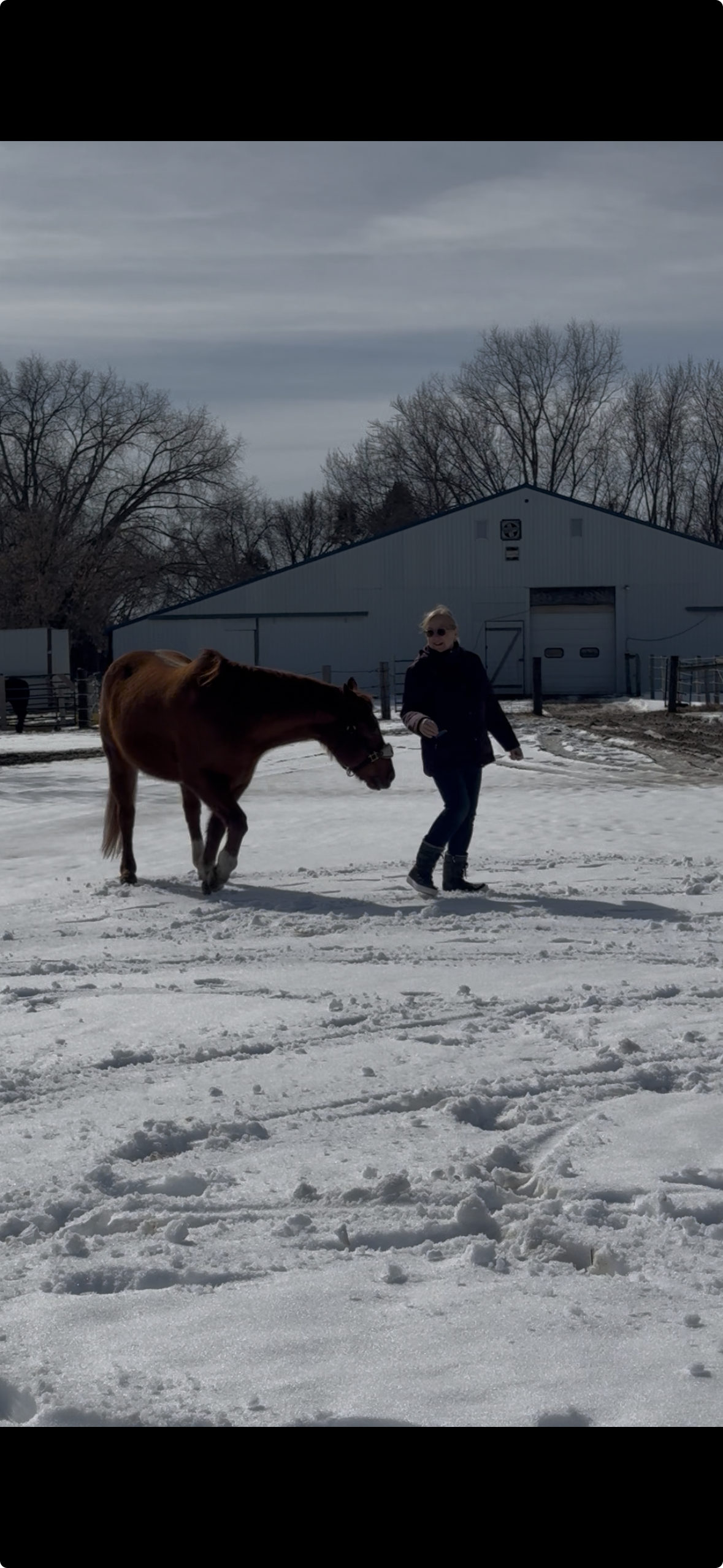 Immersive Equine Experience with Neuroscience Based Life Coaching | Reiki
