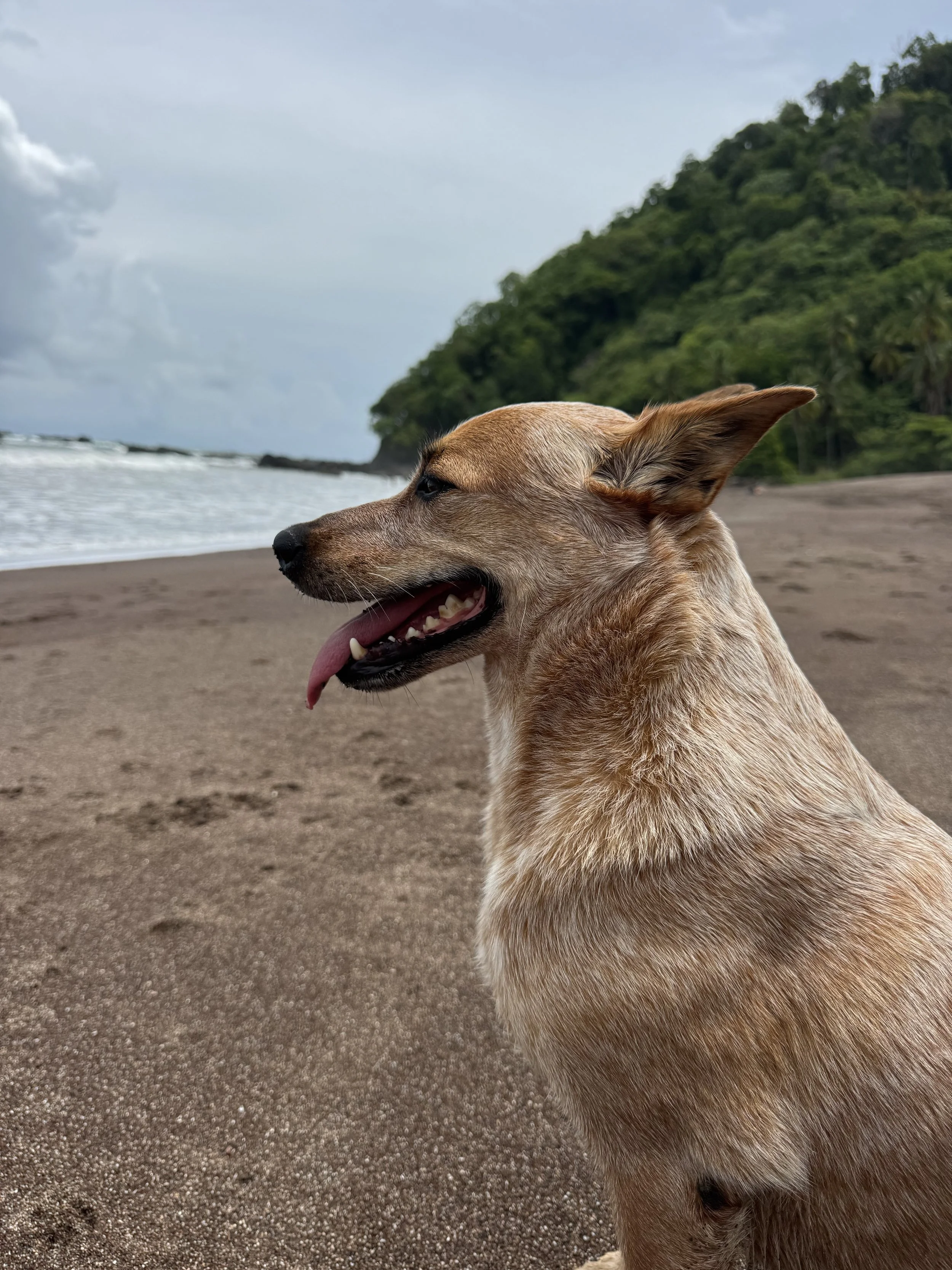 Molly is a Red Heeler and Jaco Jiu Jitsu's mascot. Everybody loves Molly!