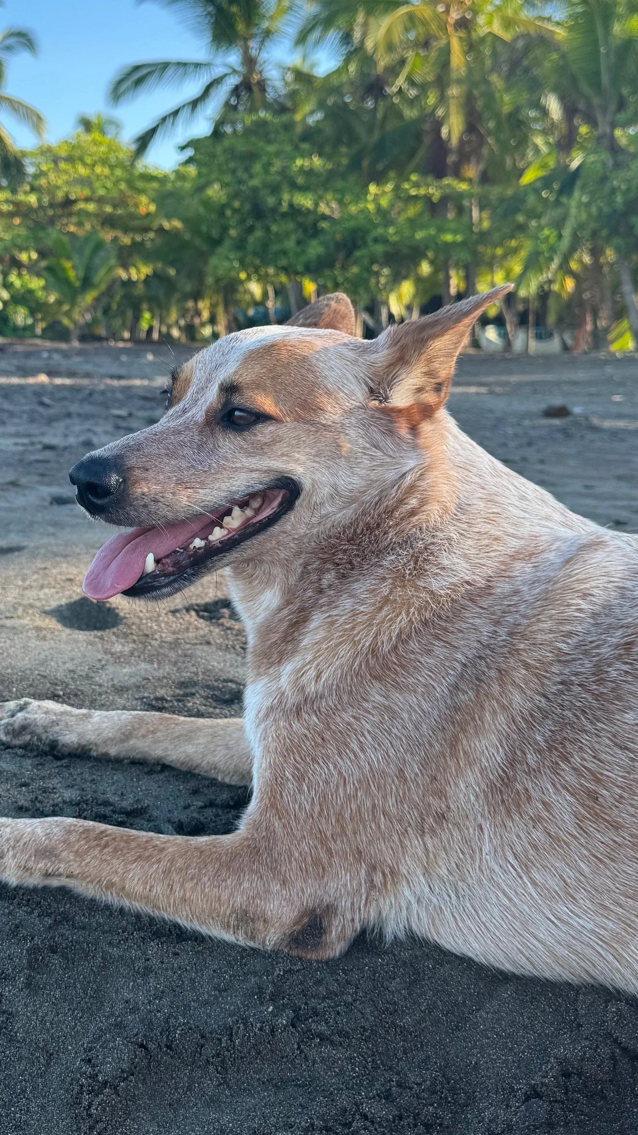 A tan dog with white markings on its face, lying on black sand with a relaxed expression and tongue slightly out. In the background, there are green palm trees and clear blue sky.