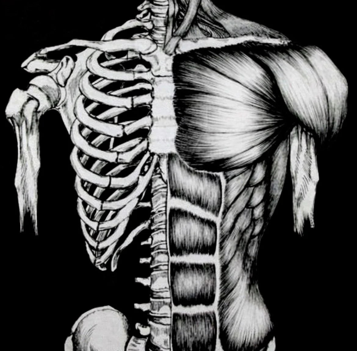 Black and white illustration of the human skeleton and muscular system, divided down the middle.