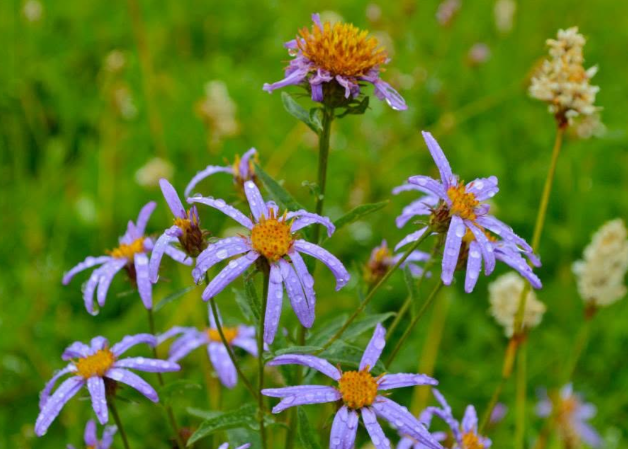 Purple flowers with orange centers covered in raindrops in a green field.