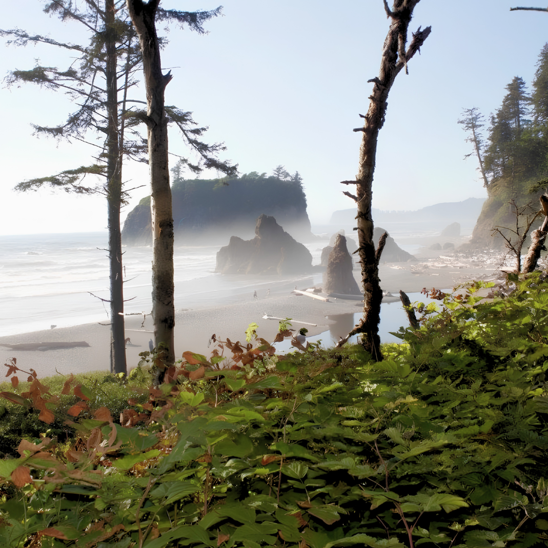 Forks+WA_Fog.png