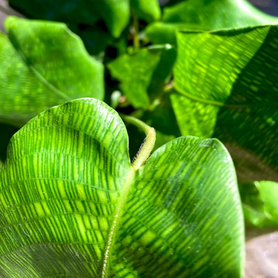 Close-up of vibrant green coffee plant leaves in sunlight.