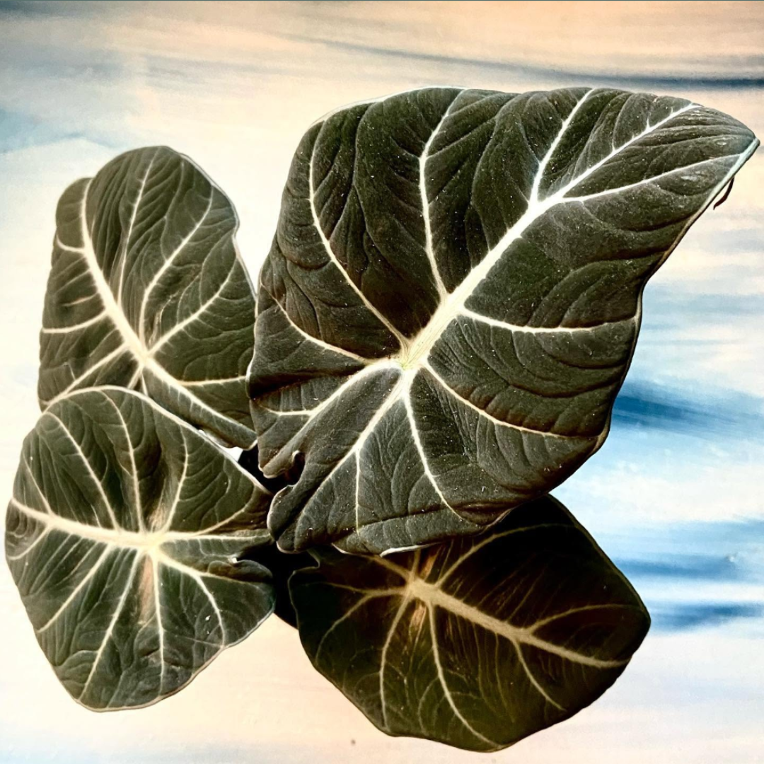 Close-up of dark green leaves with white veins, possibly a type of tropical plant.