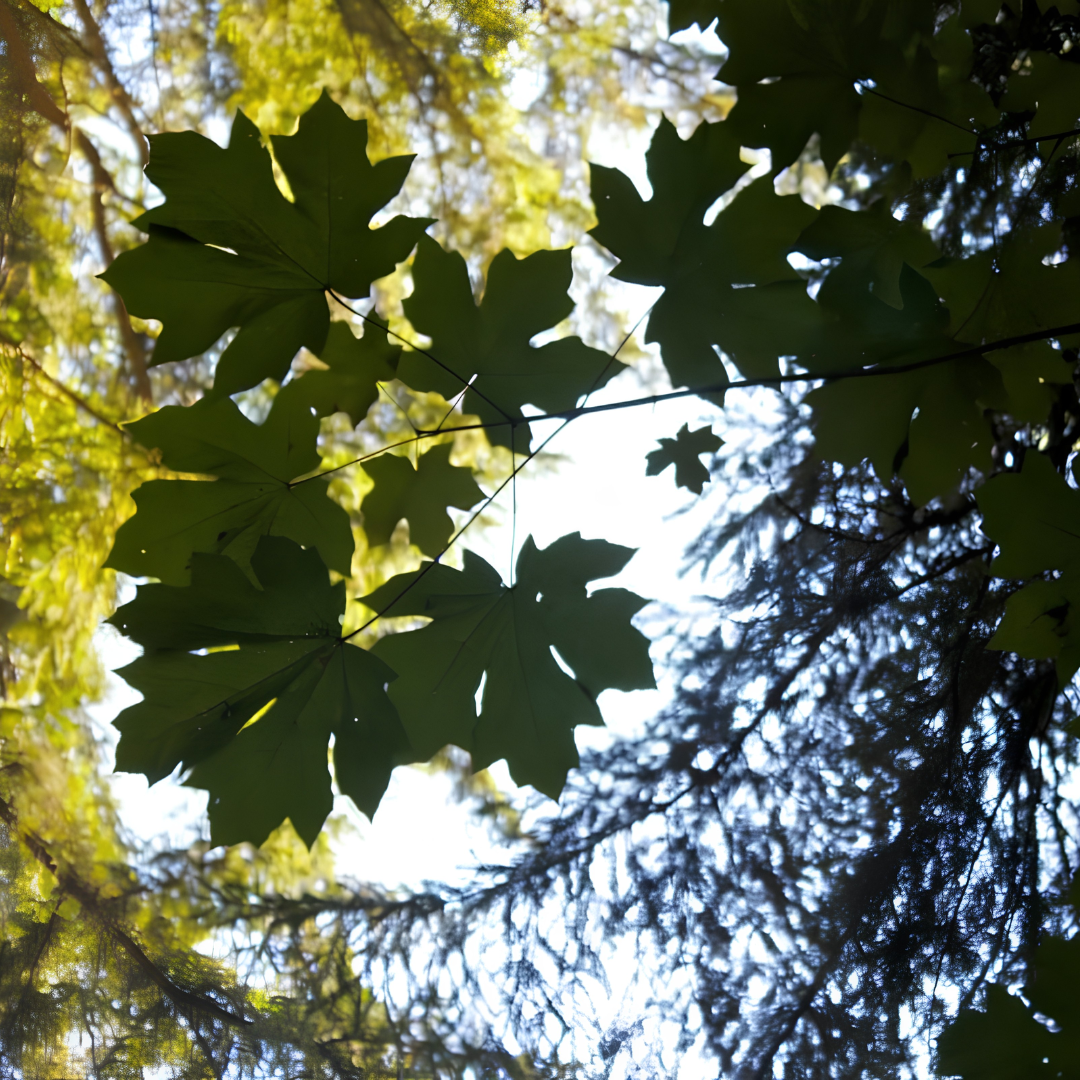 Looking up through green and dark leaves of trees against a bright sky, with sunlight filtering through the foliage.