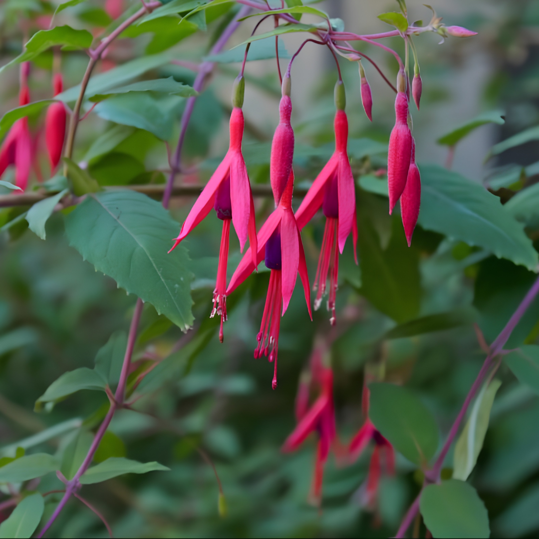 Close-up of pink fuchsia flowers with dark purple centers, hanging from green stems with leaves.
