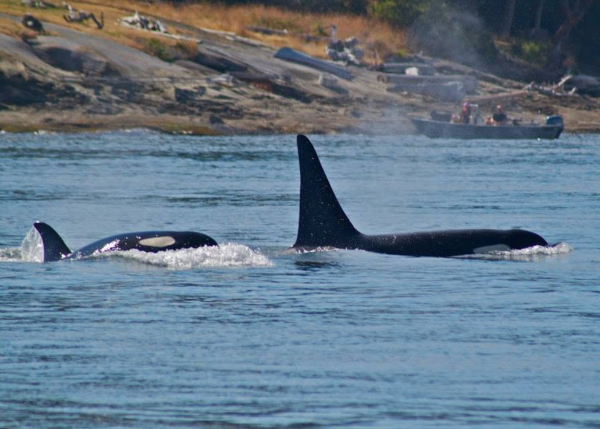 Orca whale dorsal fin and part of body surfacing in ocean with shoreline and vehicles in background.