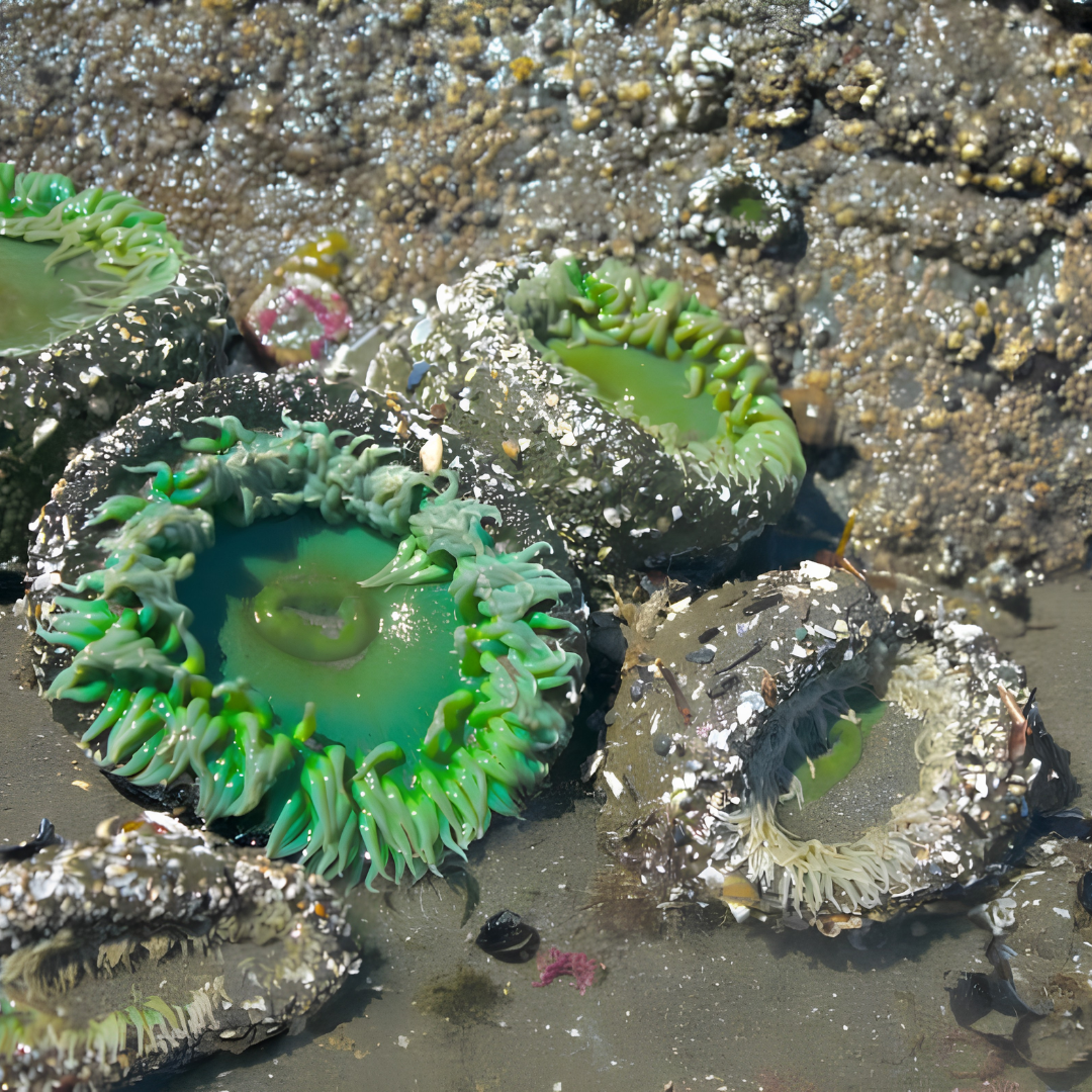 Sea anemones attached to rocks on the beach, with some shells and seaweed around them.
