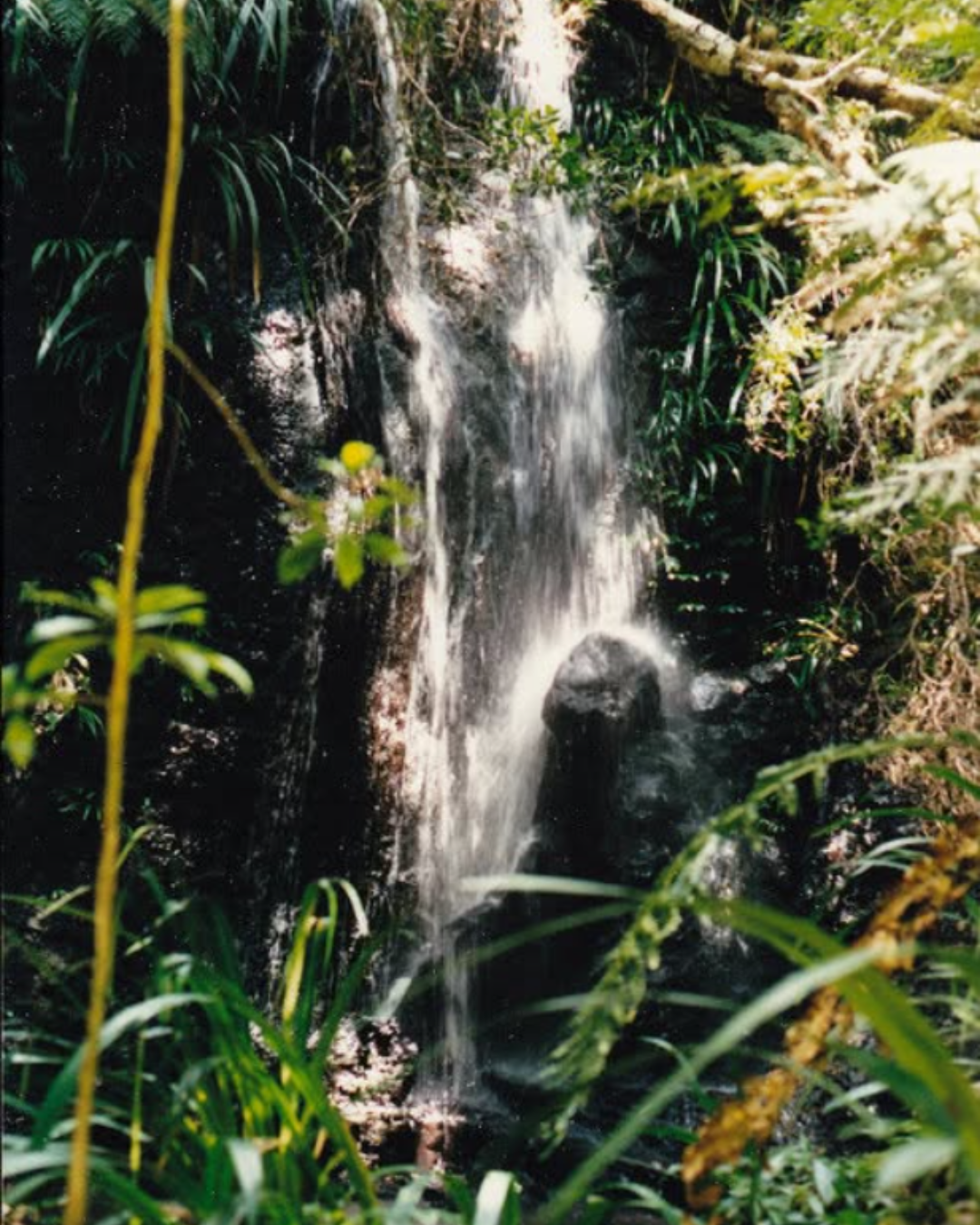 Small waterfall flowing down rocks surrounded by lush green plants.
