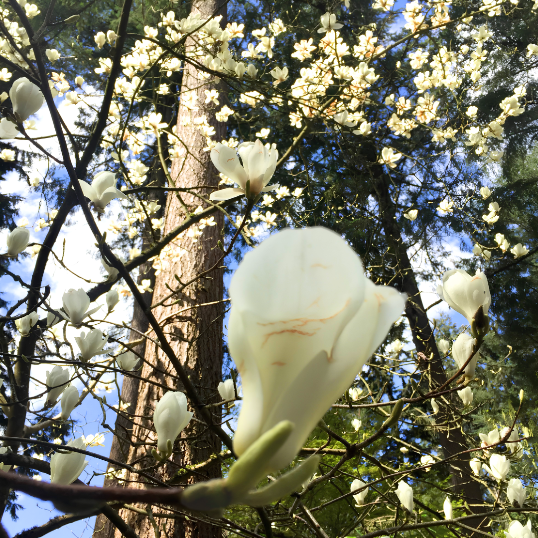 Close-up of white magnolia flowers blooming on dark tree branches against a background of blue sky and other trees.