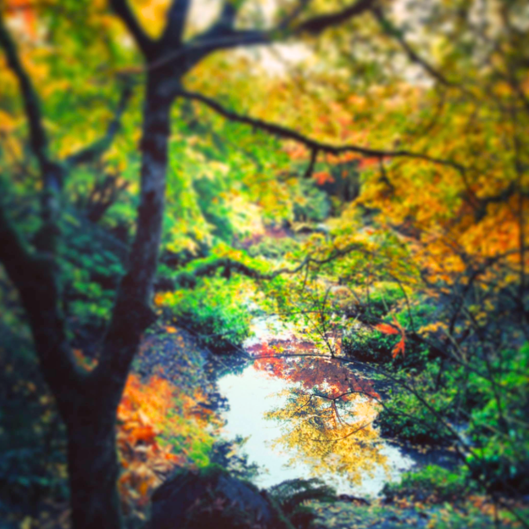 Blurred fall scenery with colorful trees and a small stream or pond reflecting the foliage.