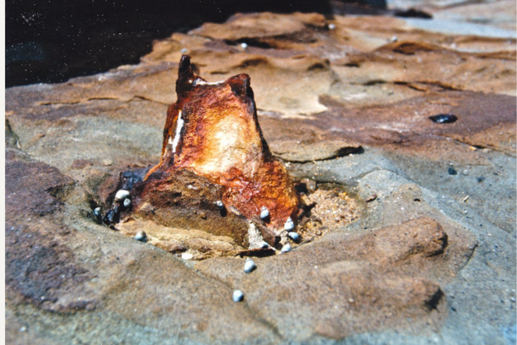 A barnacle-encrusted, partly buried rock or shell on a sandy or rocky surface, with some barnacle shells scattered around.