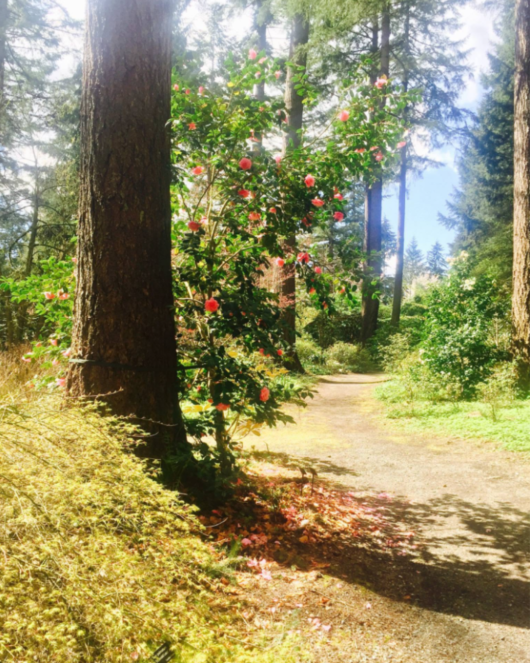 A sunlit forest pathway with tall trees and pink flowering shrubs along the side.